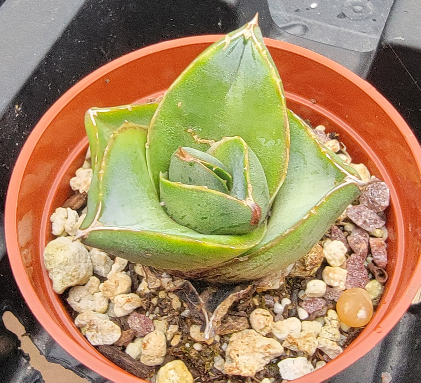 Agave Pulmia (Live Plant)