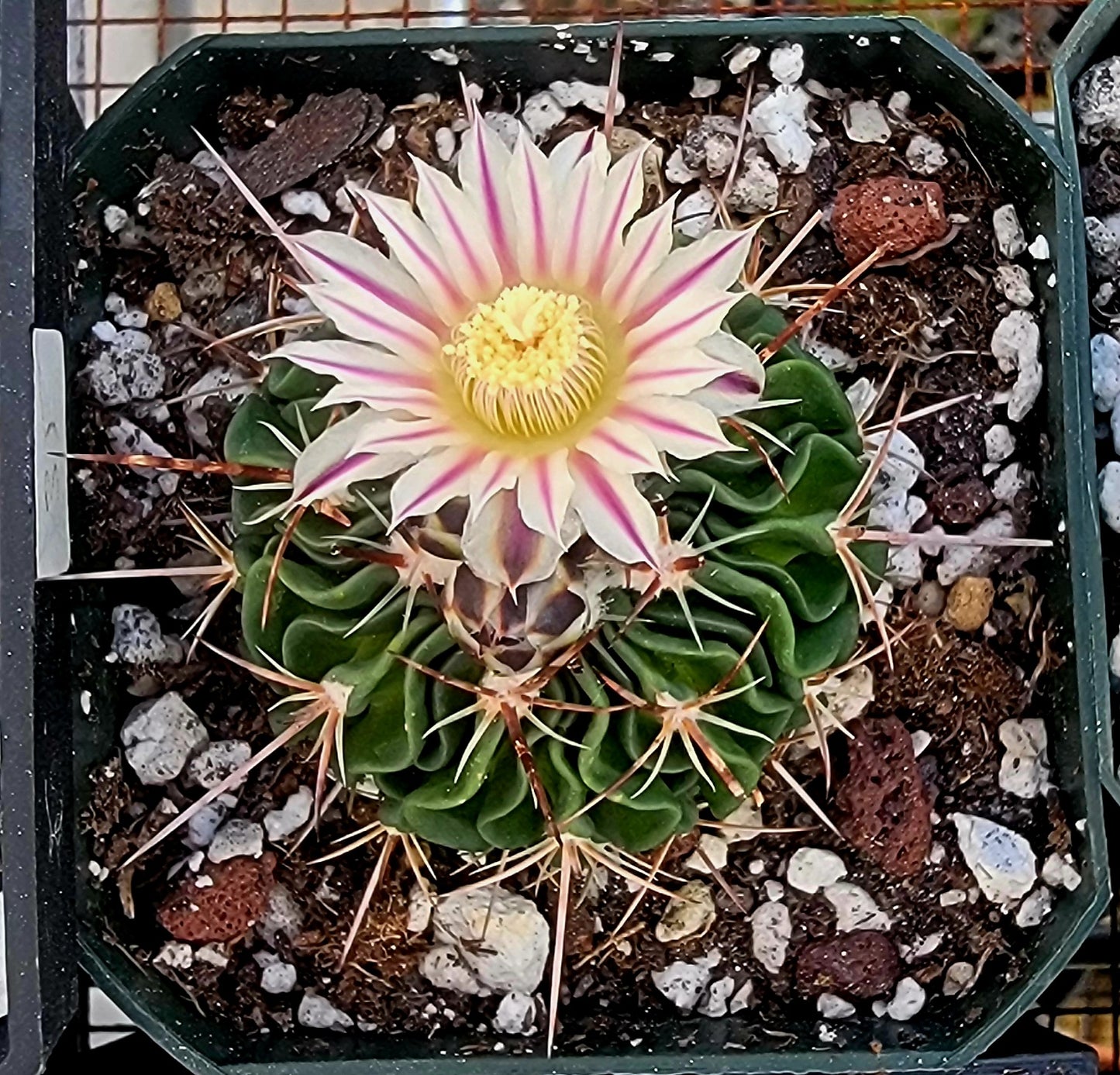 Echinofossulocactus crispatus (15 seeds)