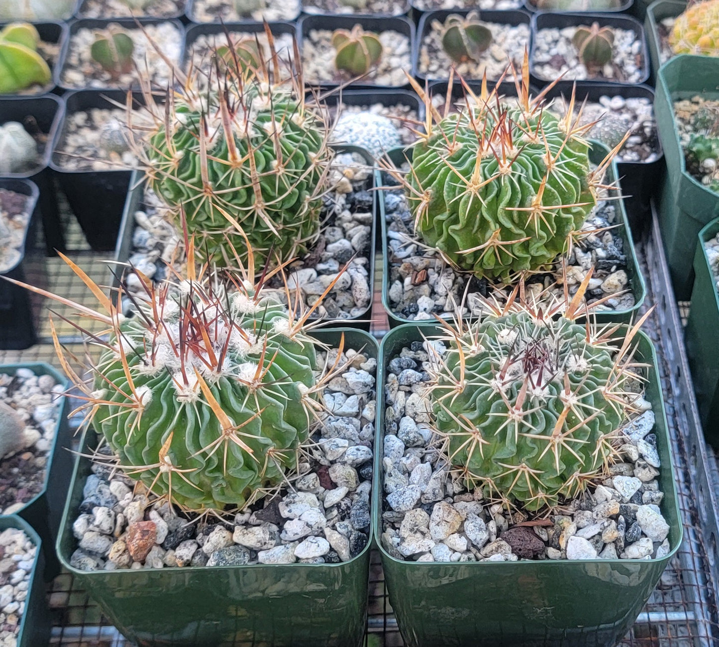 Echinofossulocactus crispatus (Live plant)