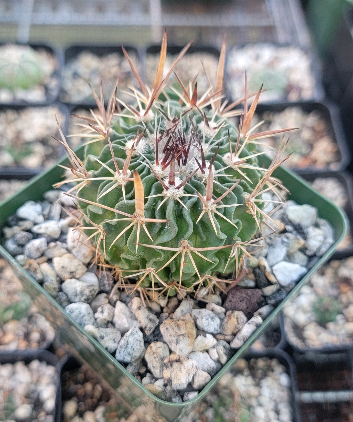 Echinofossulocactus crispatus (Live plant)