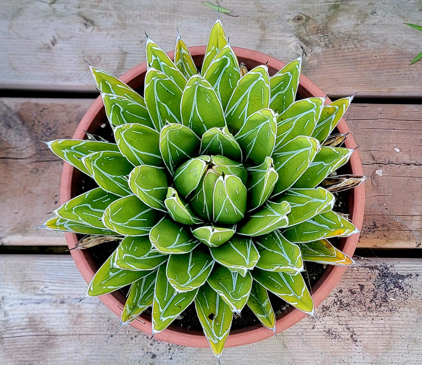 Agave Victoria-reginae