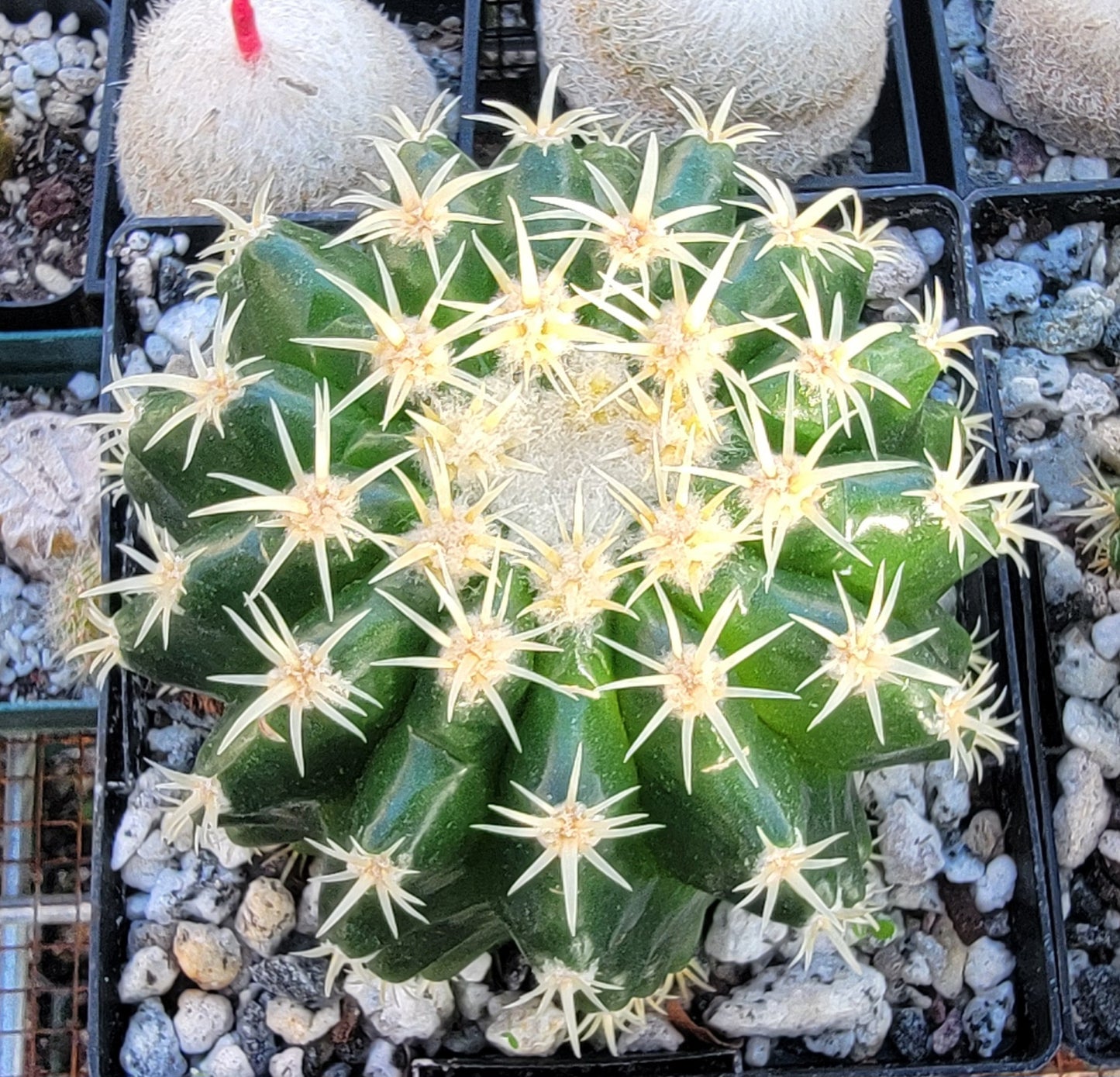 Echinocactus grusonii brevispinus (LIVE PLANT)