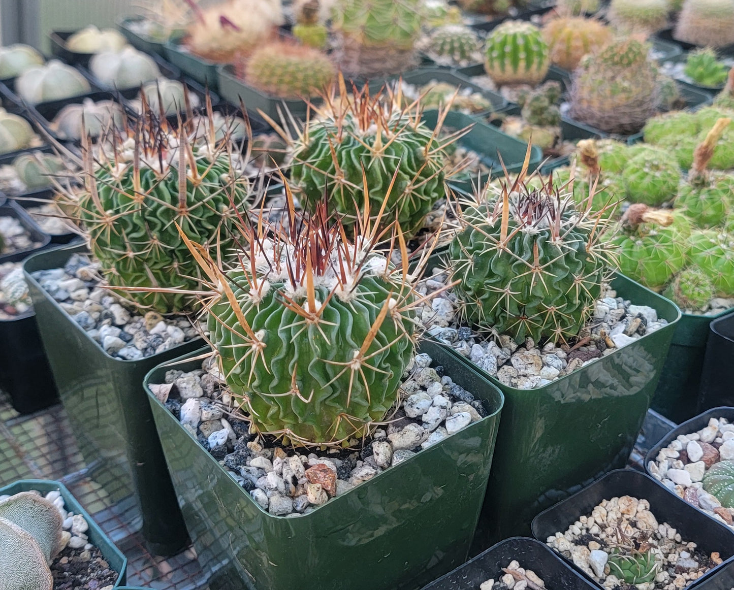 Echinofossulocactus crispatus (Live plant)