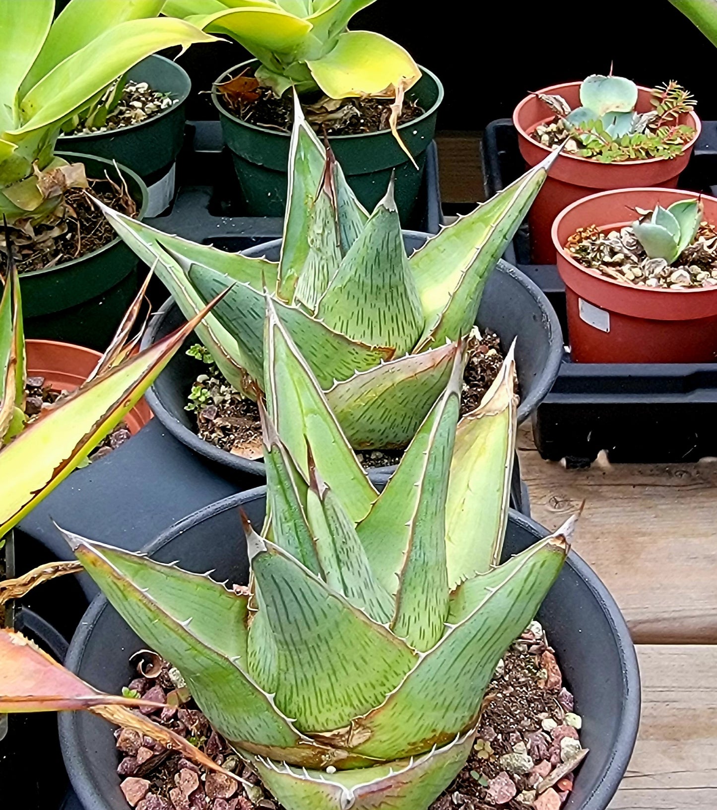 Agave Pulmia (Live Plant)