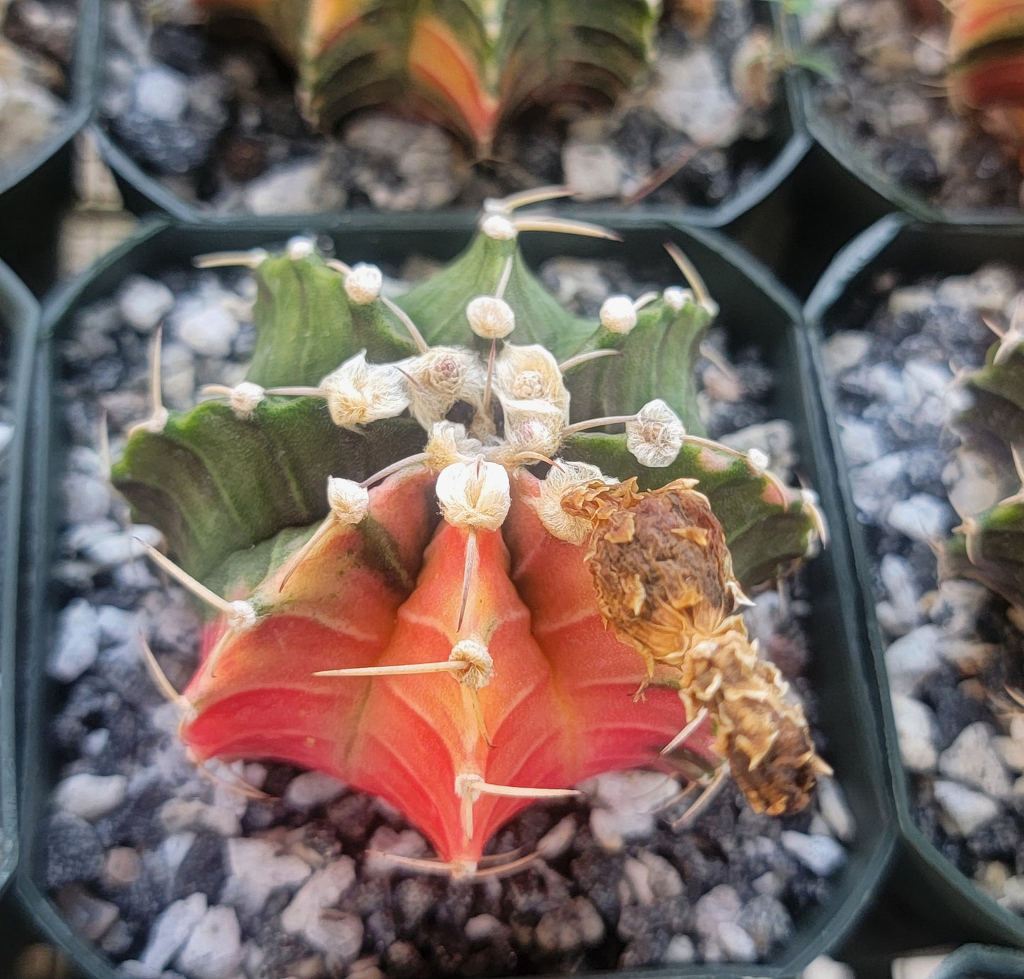 Gymnocalycium mihanovichii variegata (15 seeds)