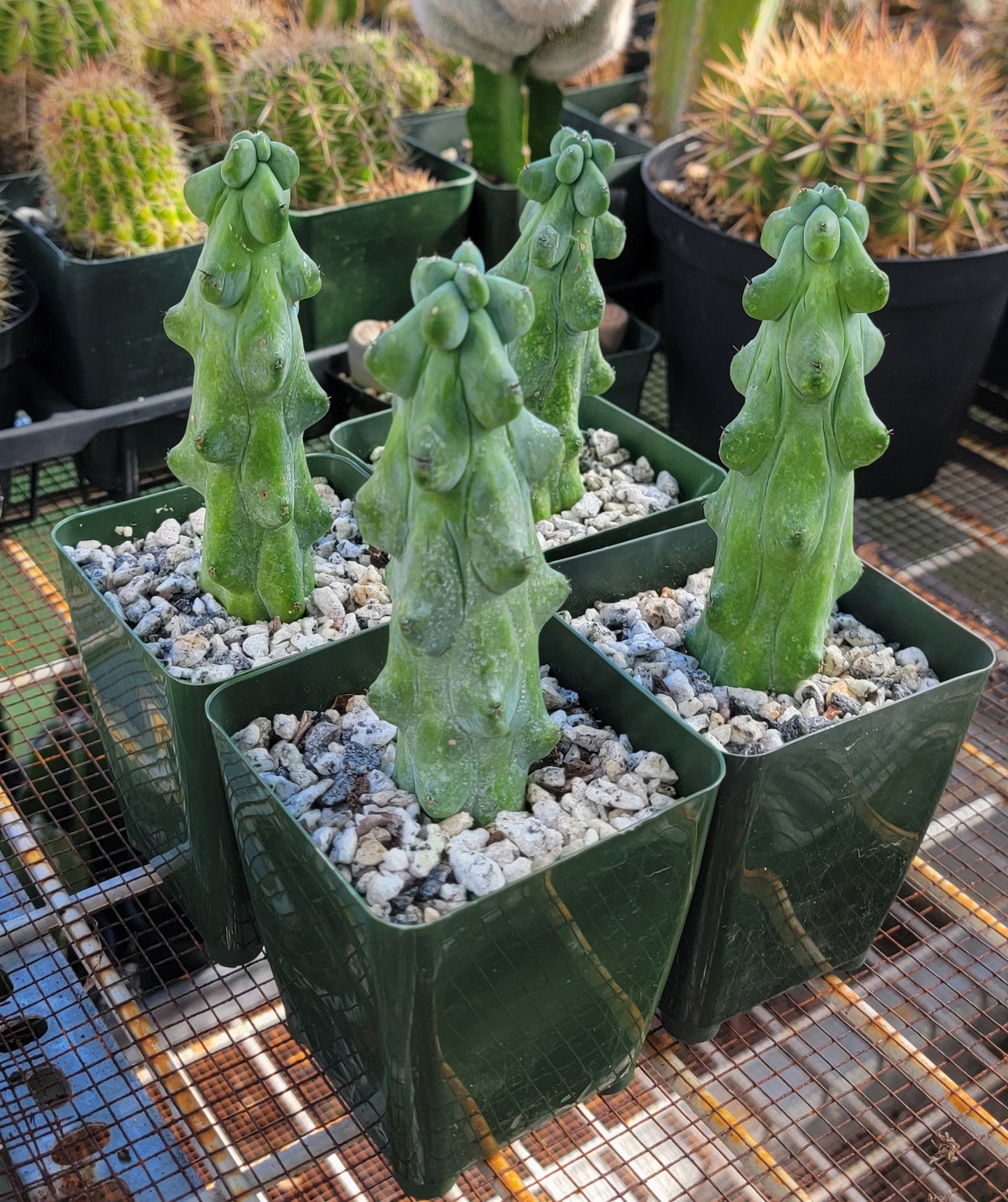 Myrtillocactus geometrizans cv. Fukurokuryuzinboku | Boobie Cactus