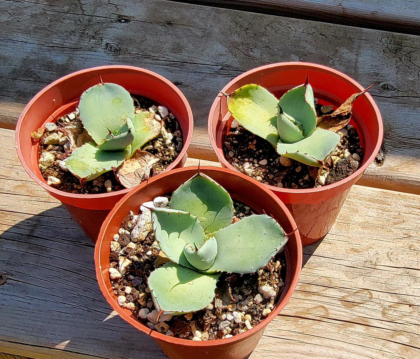 Agave parryi var. truncata