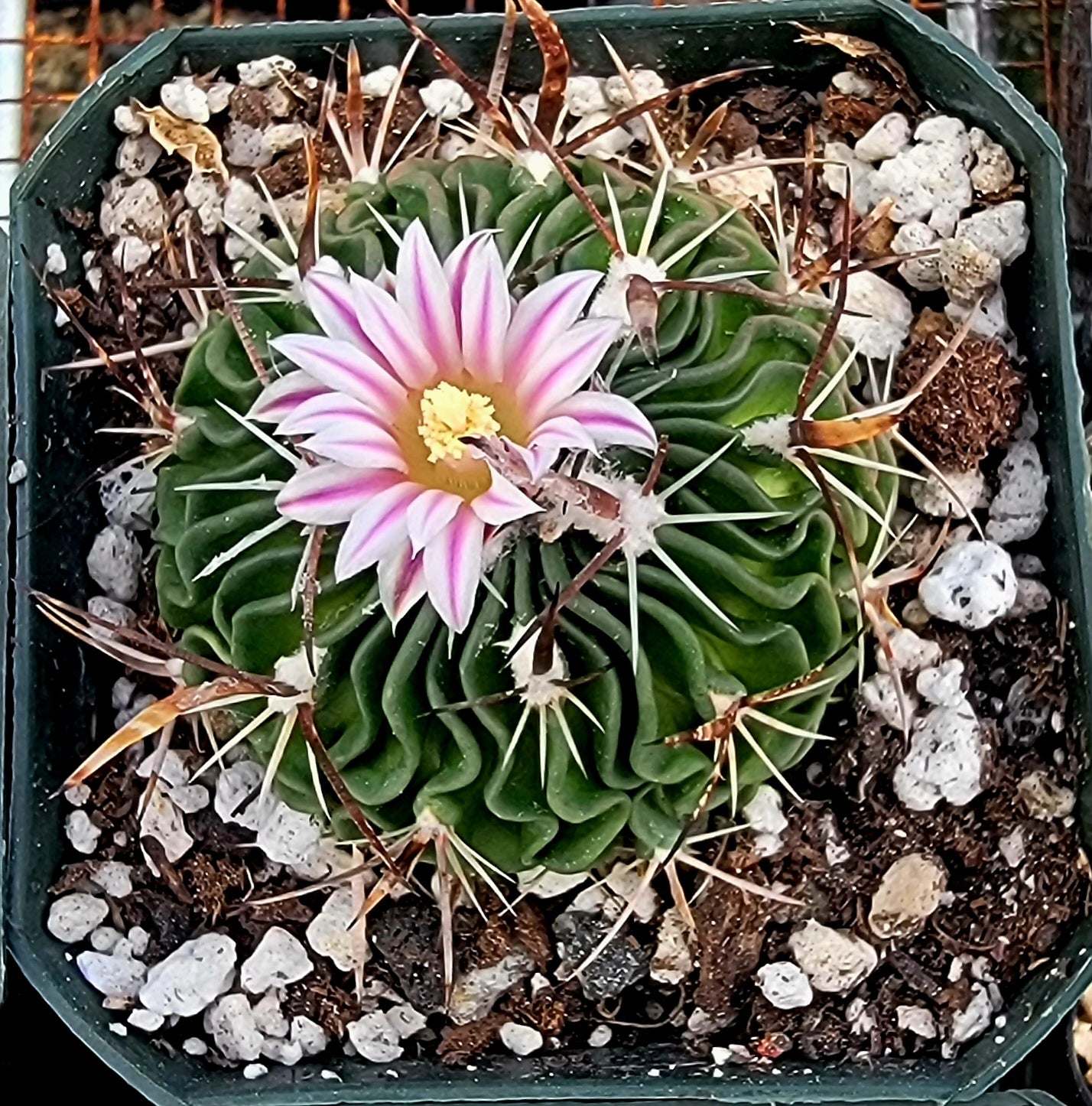 Echinofossulocactus crispatus (15 seeds)