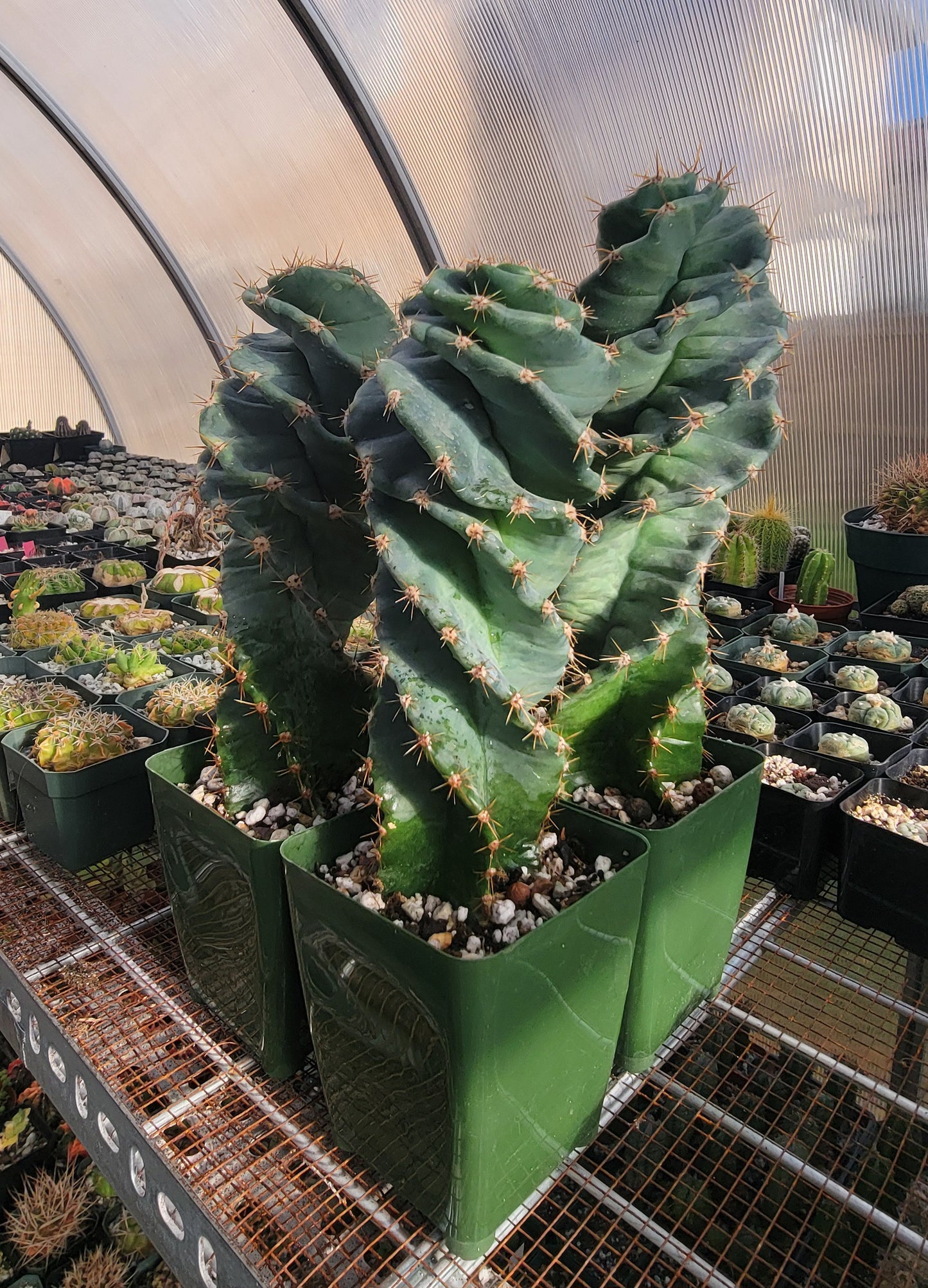 Cereus forbesii spiralis