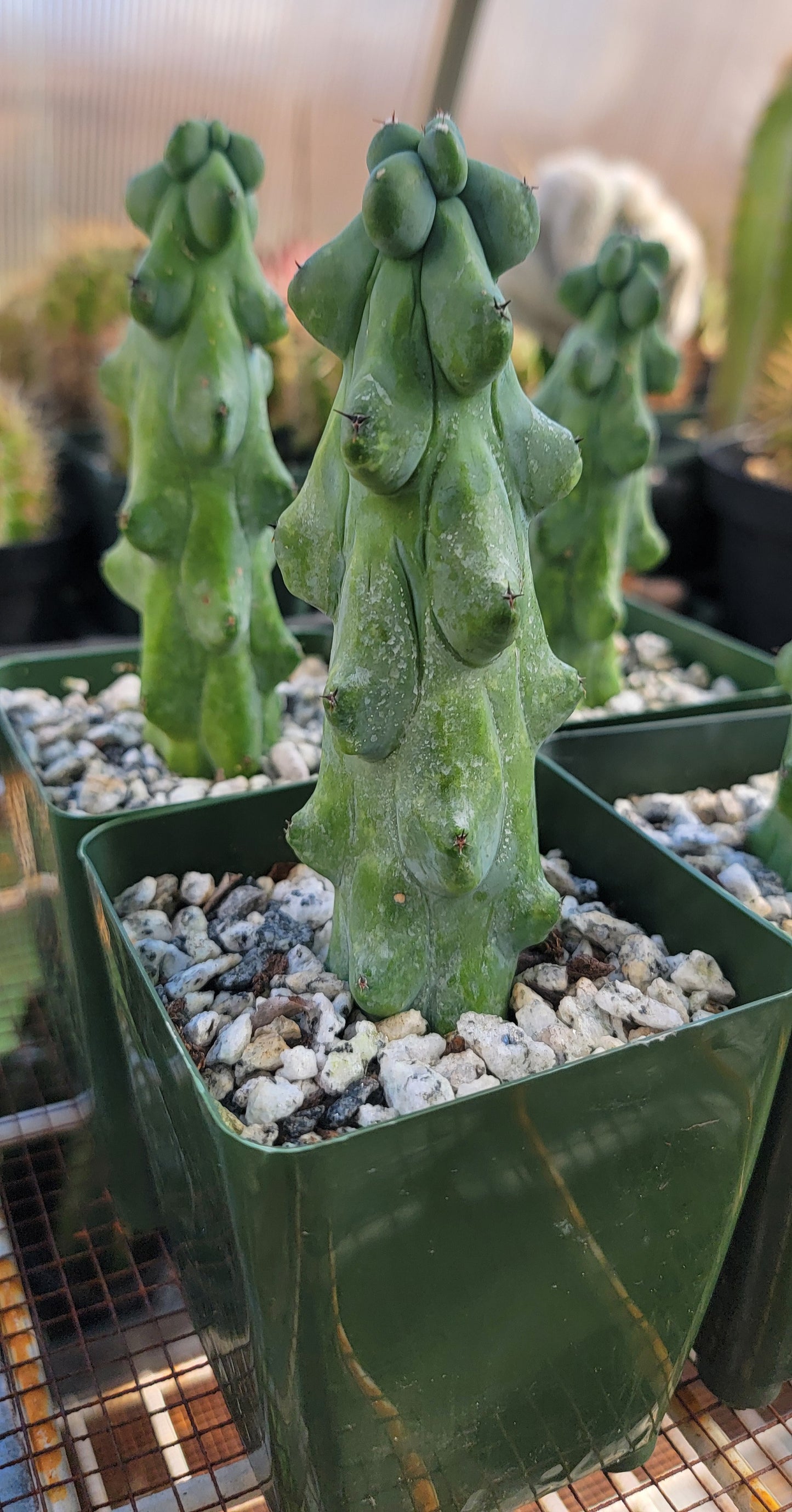 Myrtillocactus geometrizans cv. Fukurokuryuzinboku | Boobie Cactus