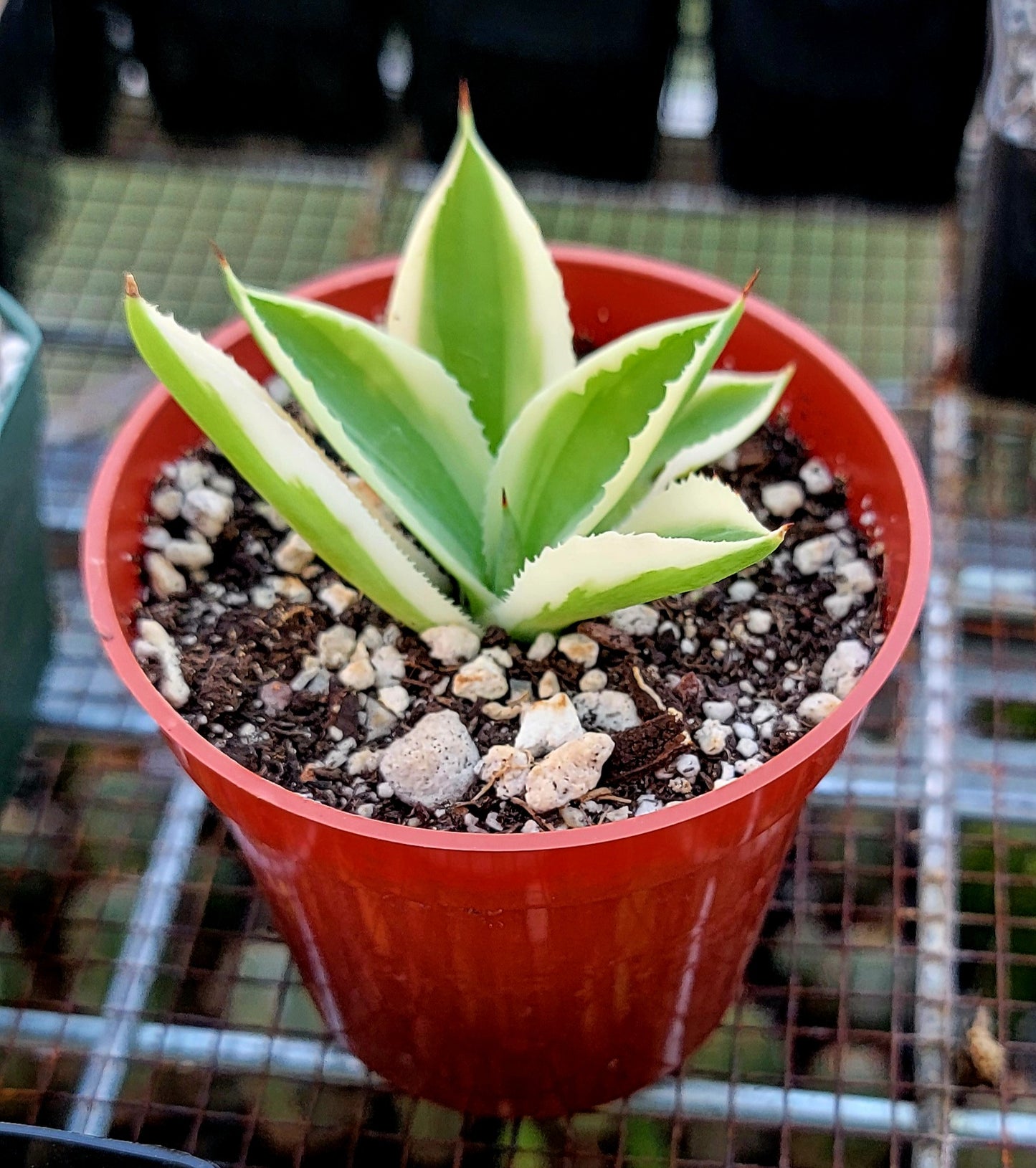Agave Desert Diamond
