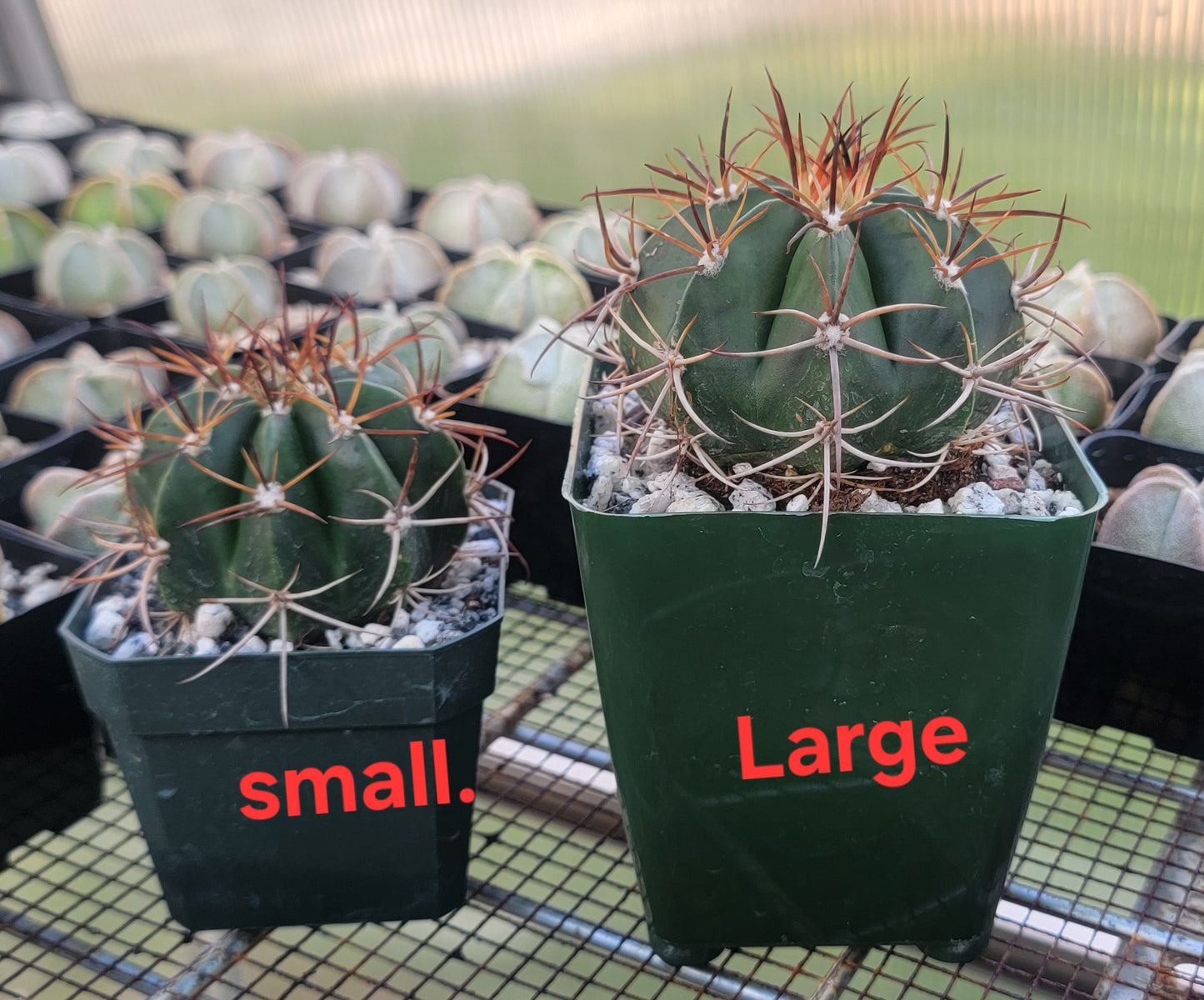 Melocactus concinnus (Live Plant)