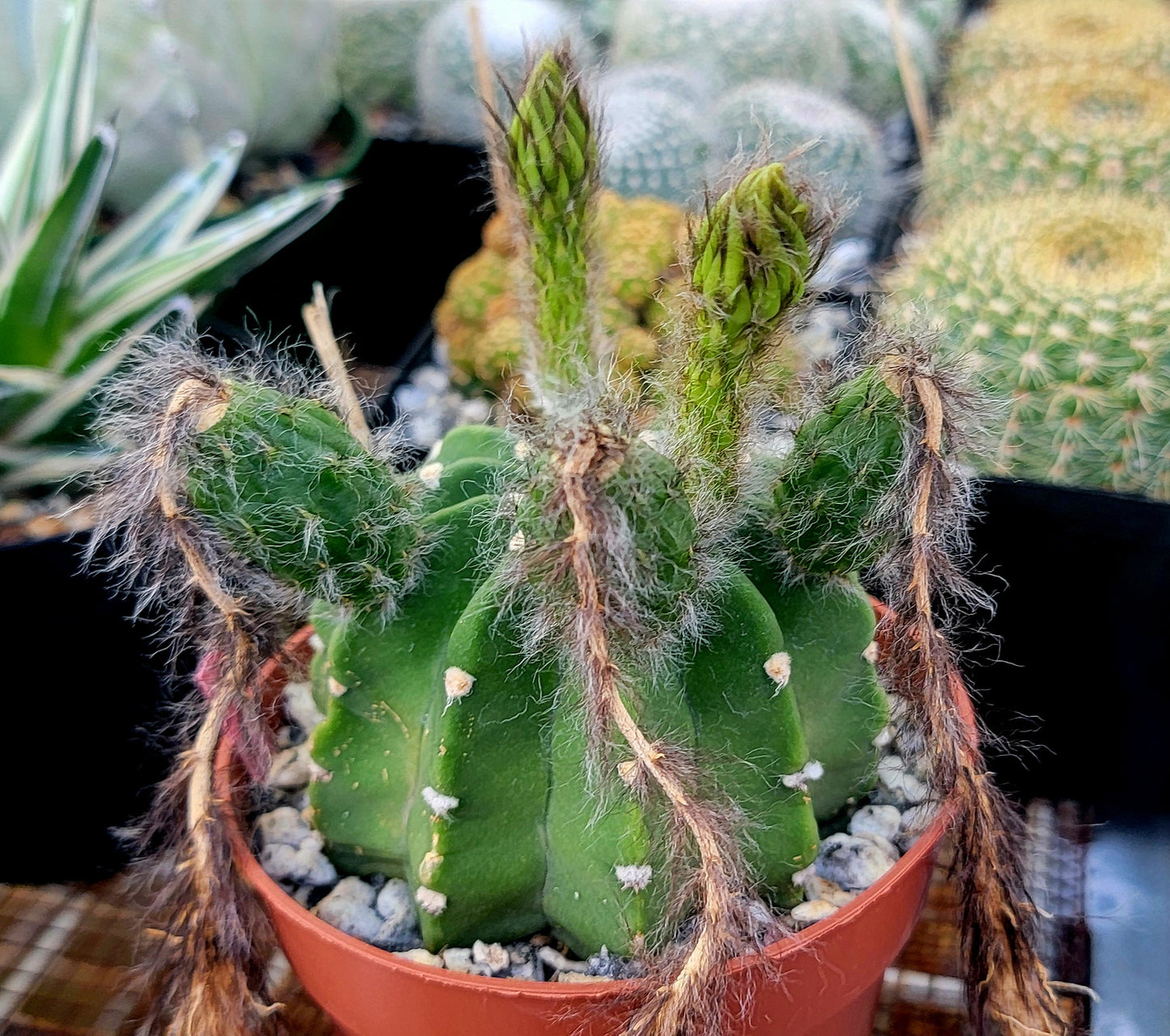 Echinopsis subdenudata | Domino Cactus (seeds)