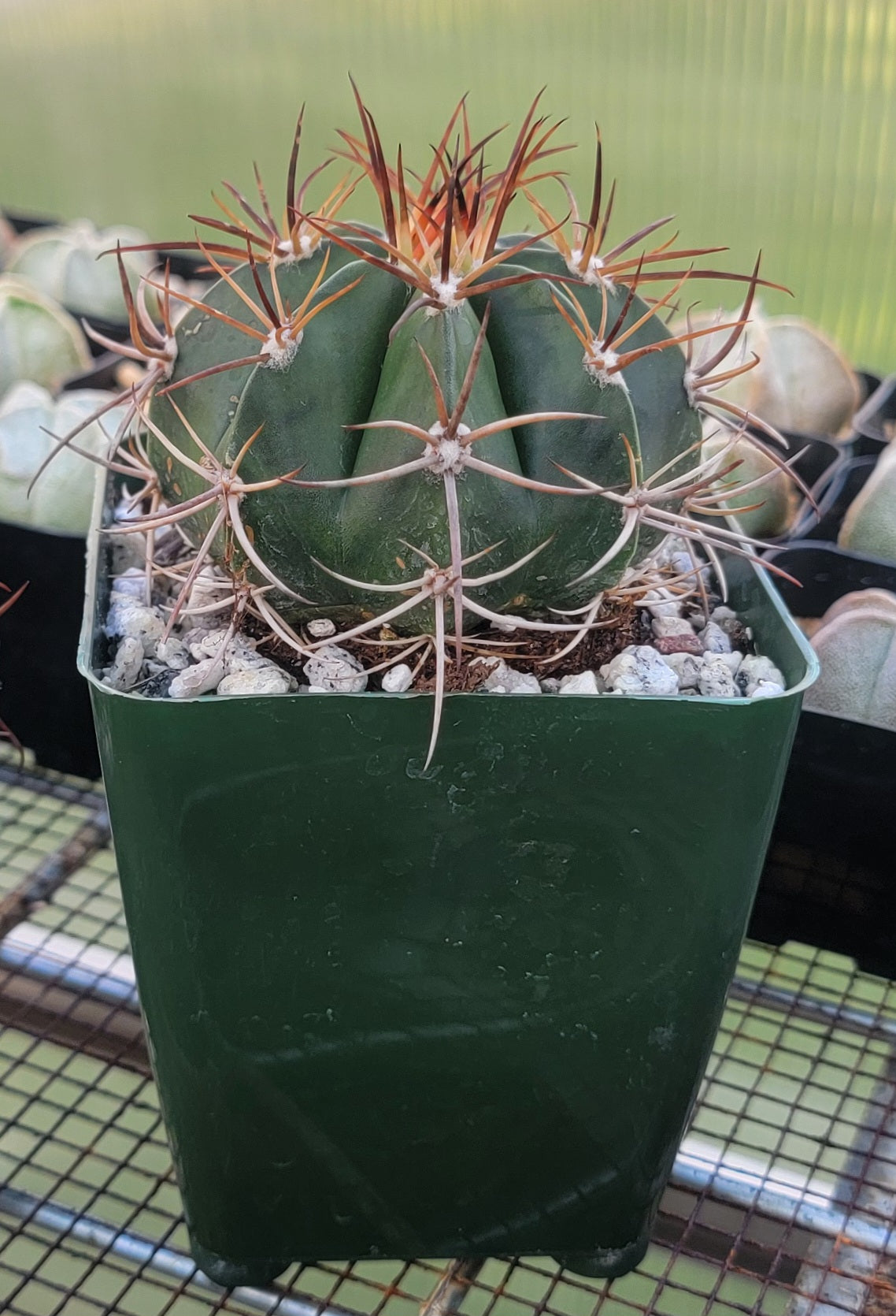 Melocactus concinnus (Live Plant)