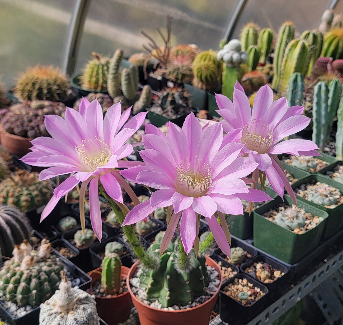 Echinopsis subdenudata | Domino Cactus (seeds)