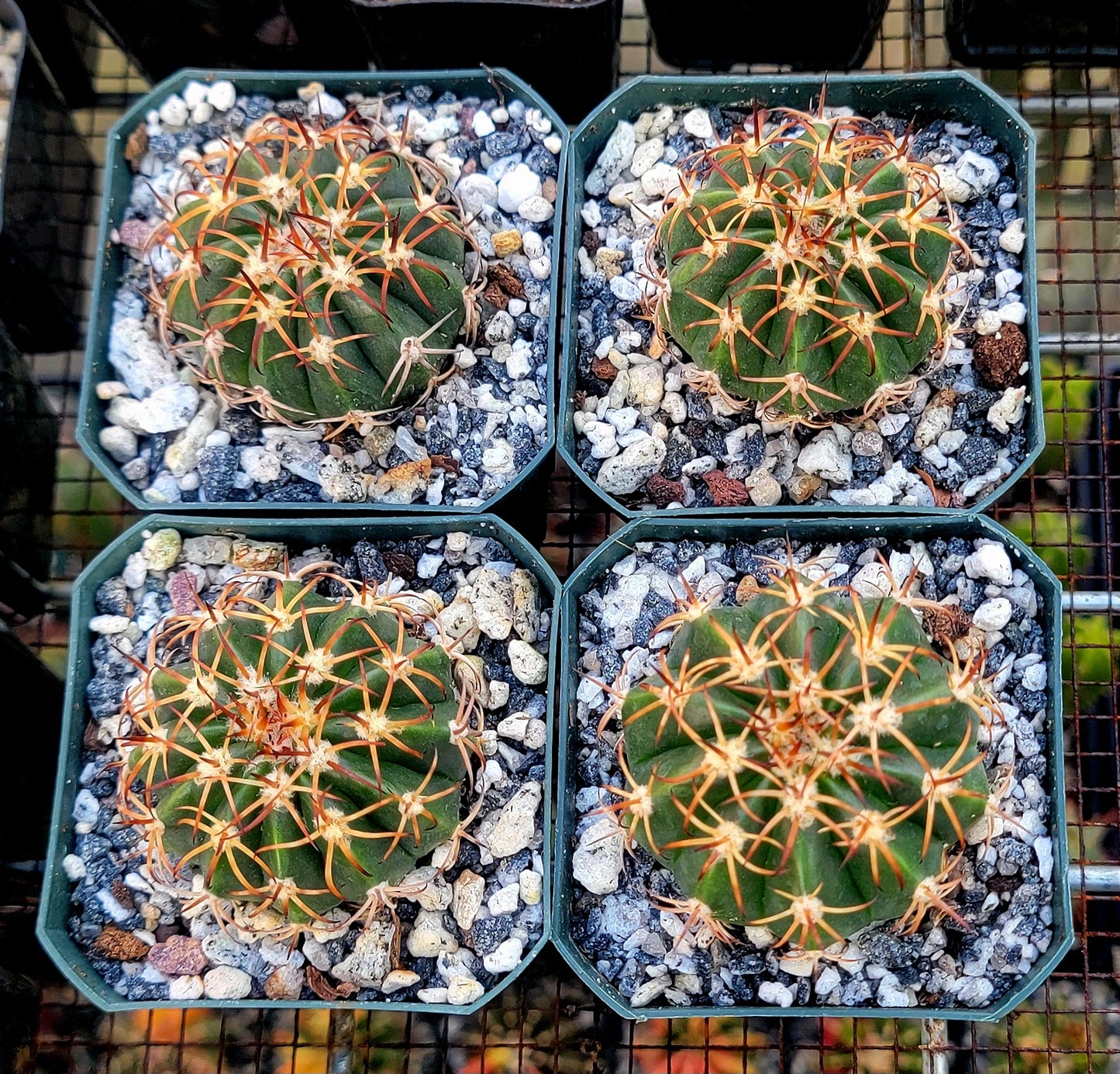 Melocactus curvispinus (Live Plant)