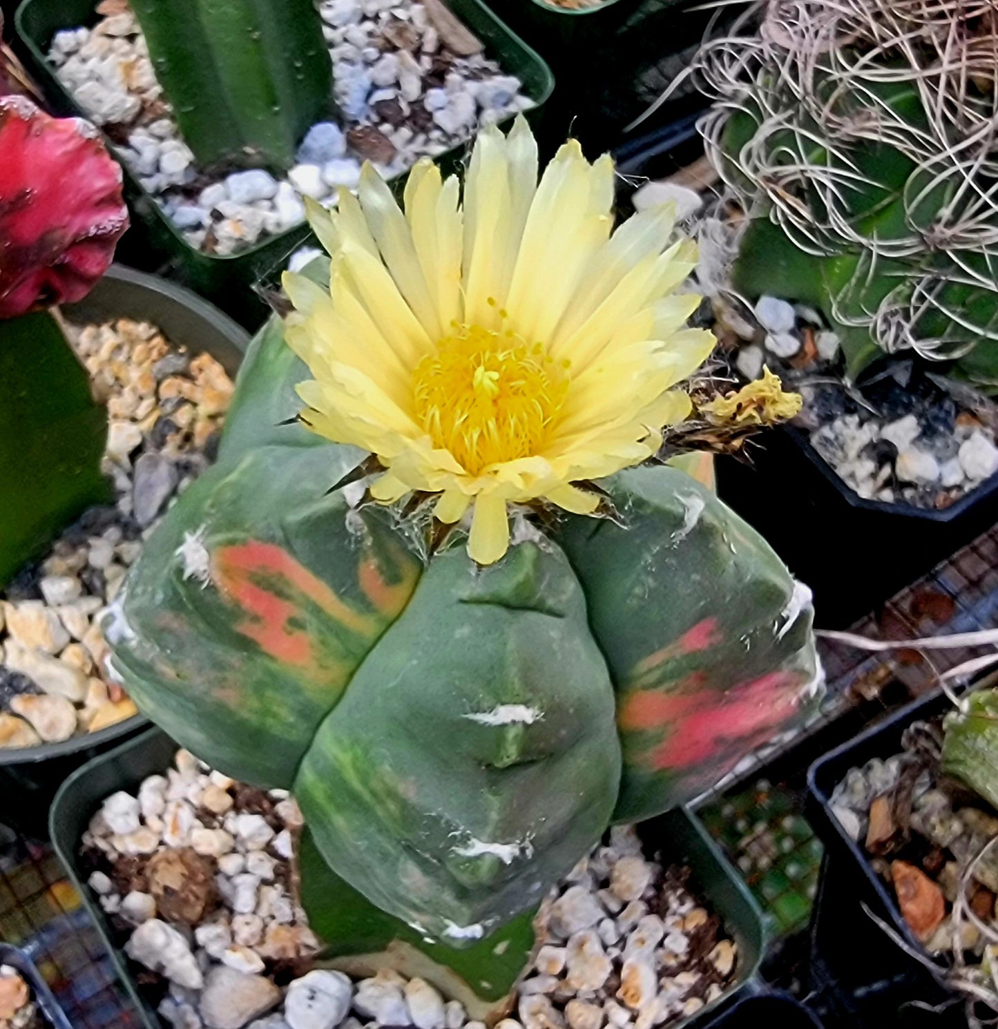 Astrophytum myriostigma cv.kikko nudum Variegata (15 seeds)