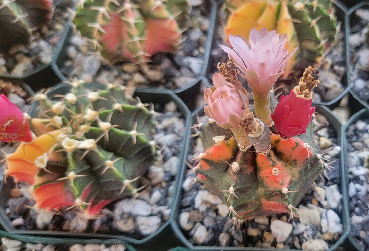 Gymnocalycium mihanovichii variegata (15 seeds)