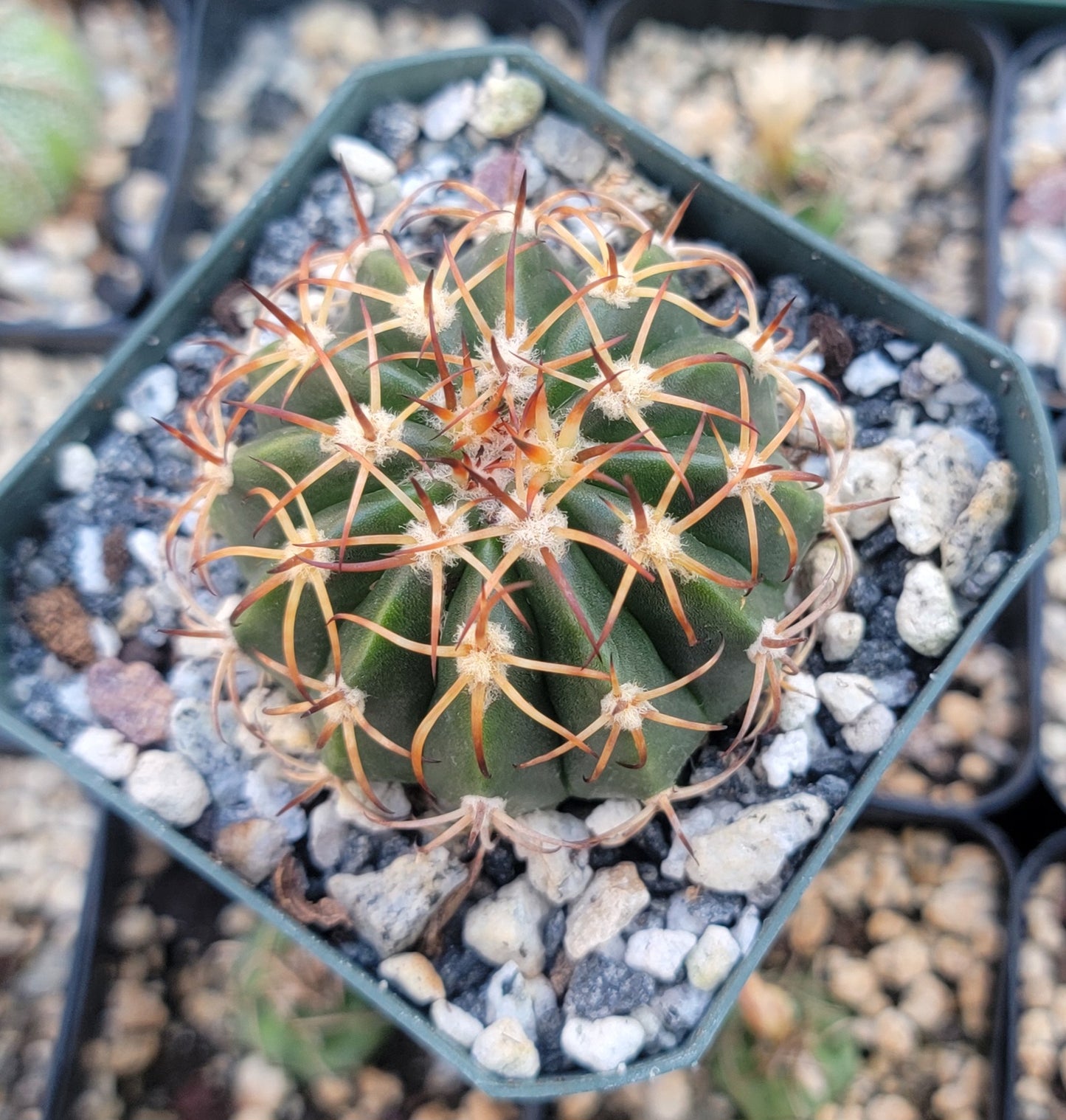 Melocactus curvispinus (Live Plant)