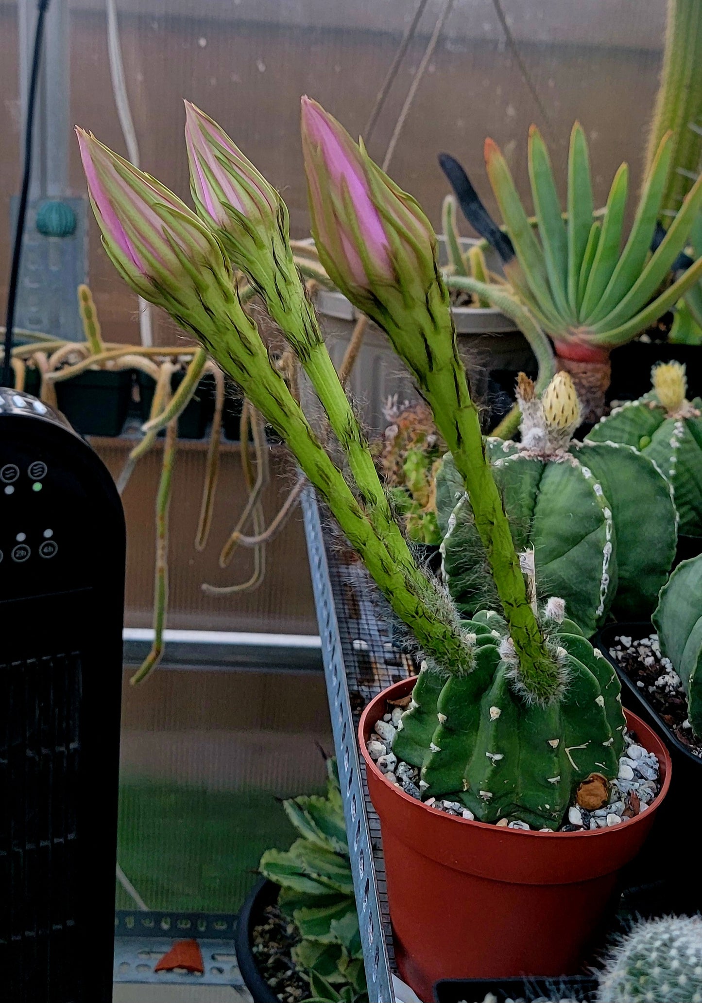 Echinopsis subdenudata | Domino Cactus (seeds)