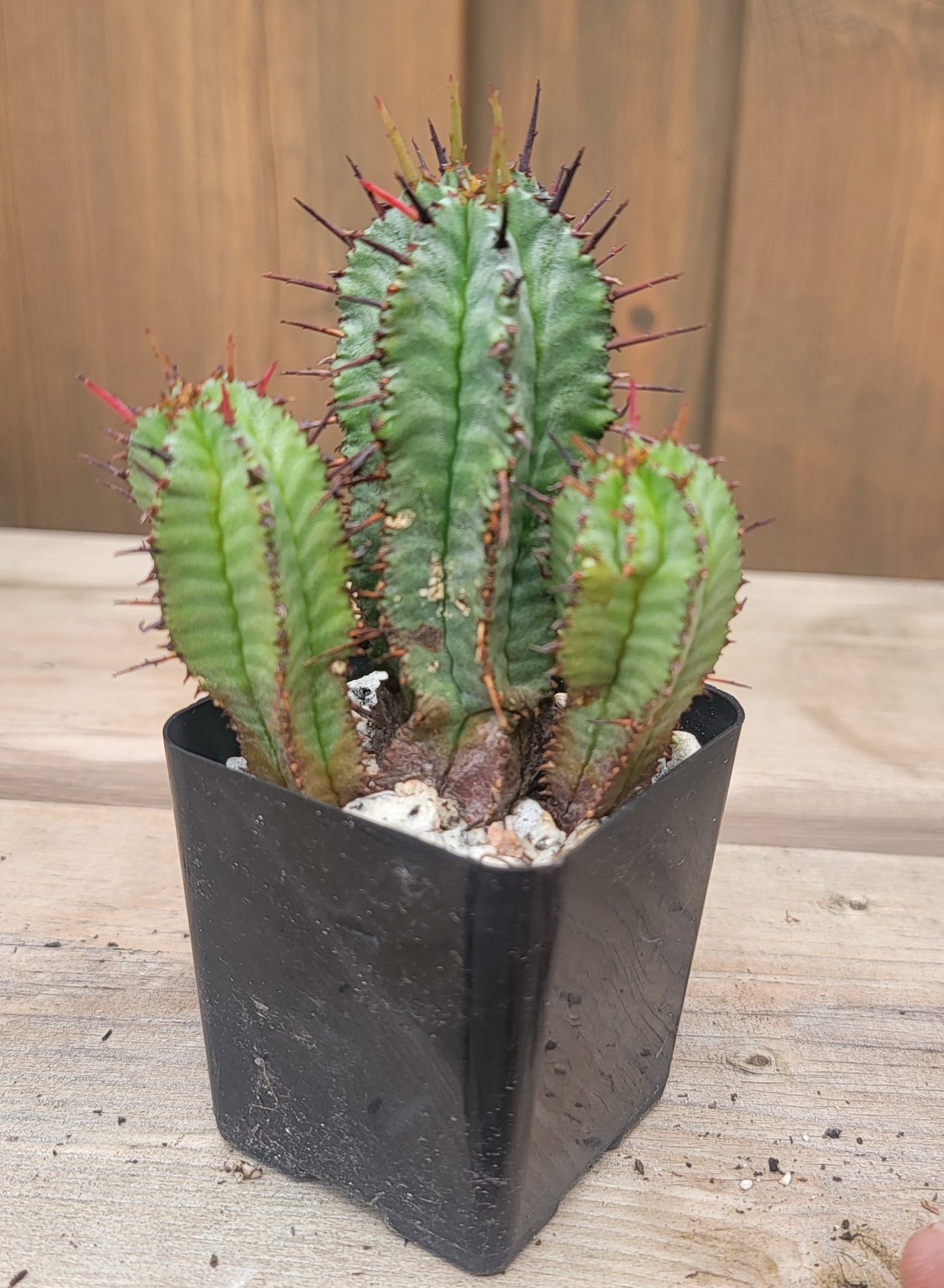 Euphorbia horrida