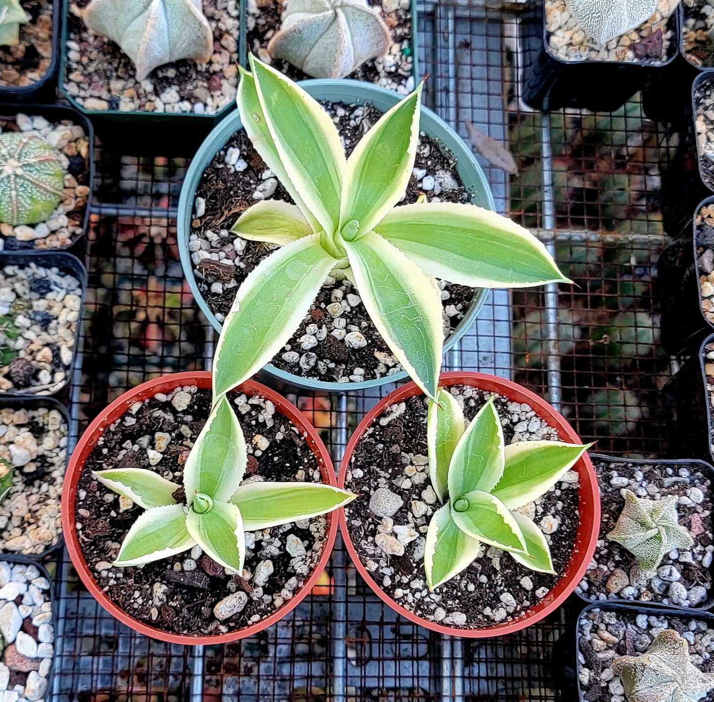 Agave Desert Diamond