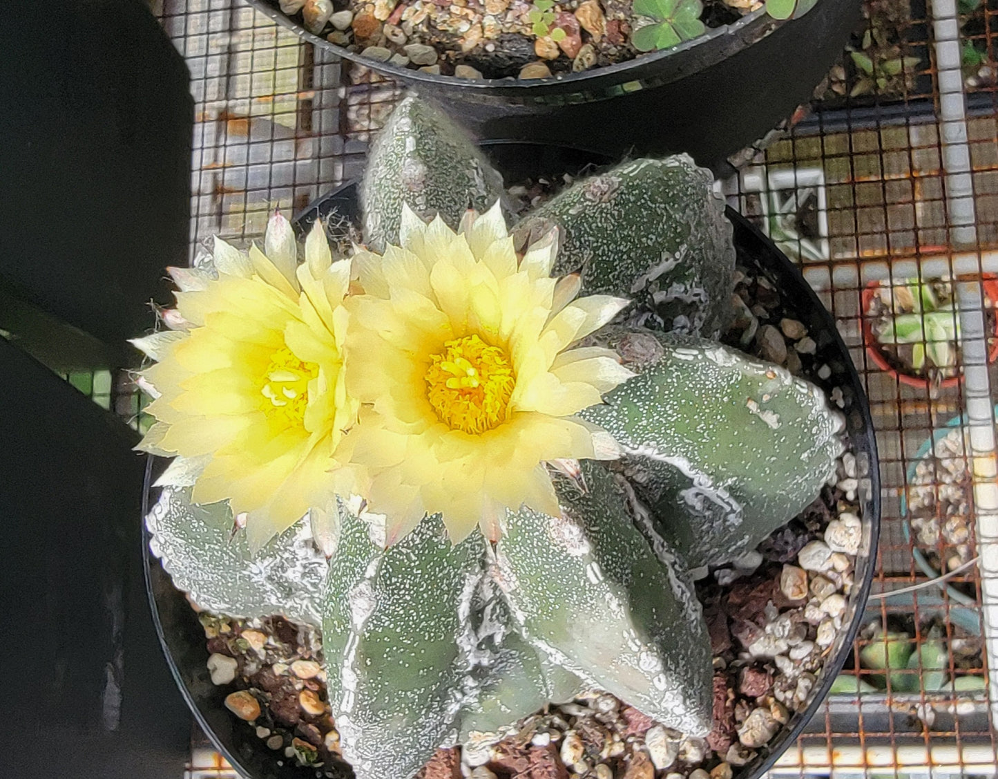 Astrophytum myriostigma cv. Hakujo Fukuryu (15 seeds)