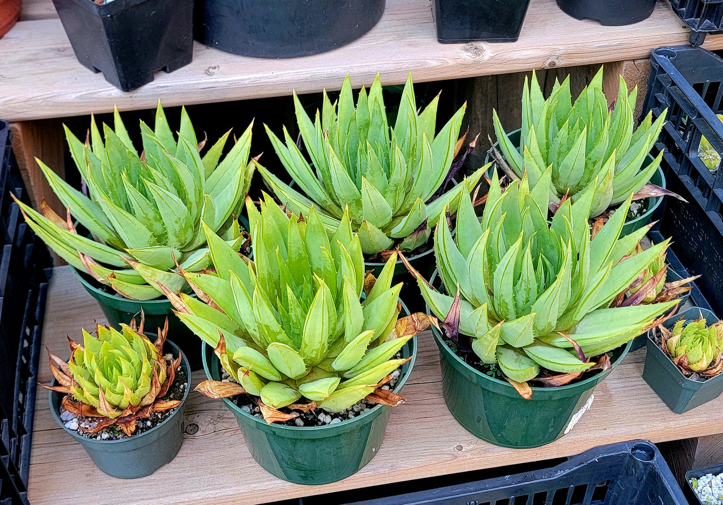 Aloe polyphylla | Spiral Aloe