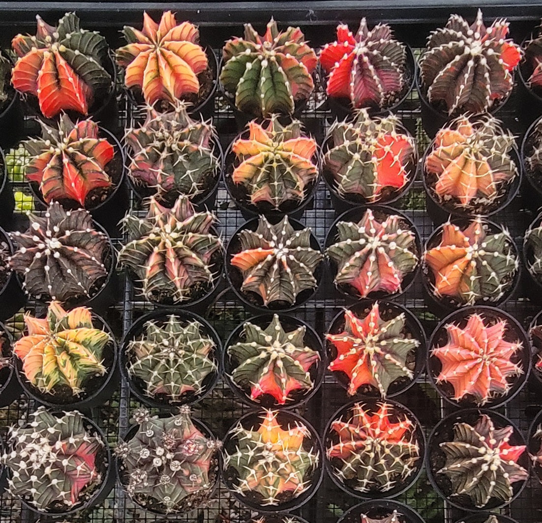 Gymnocalycium Mihanovichii varigata