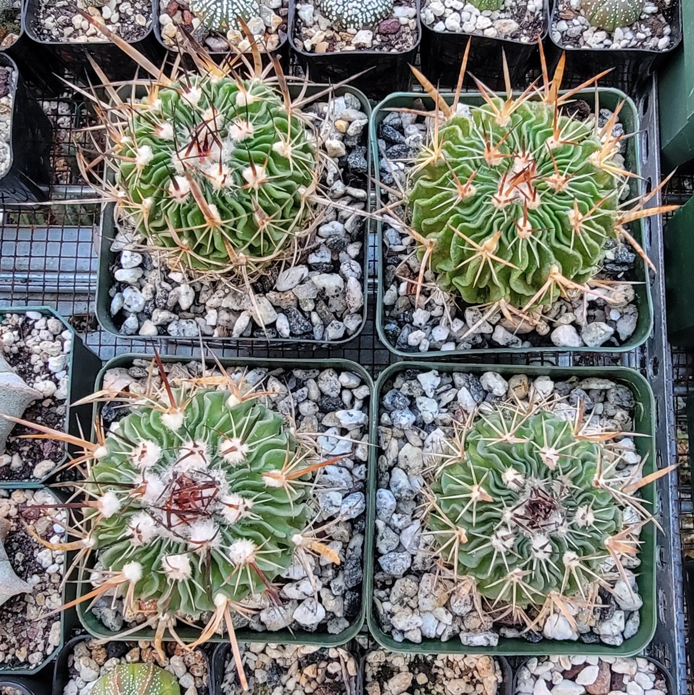 Echinofossulocactus crispatus (Live plant)