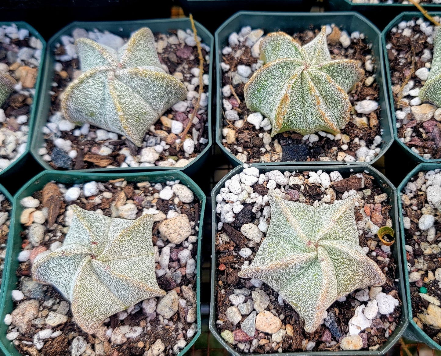 Astrophytum myriostigma