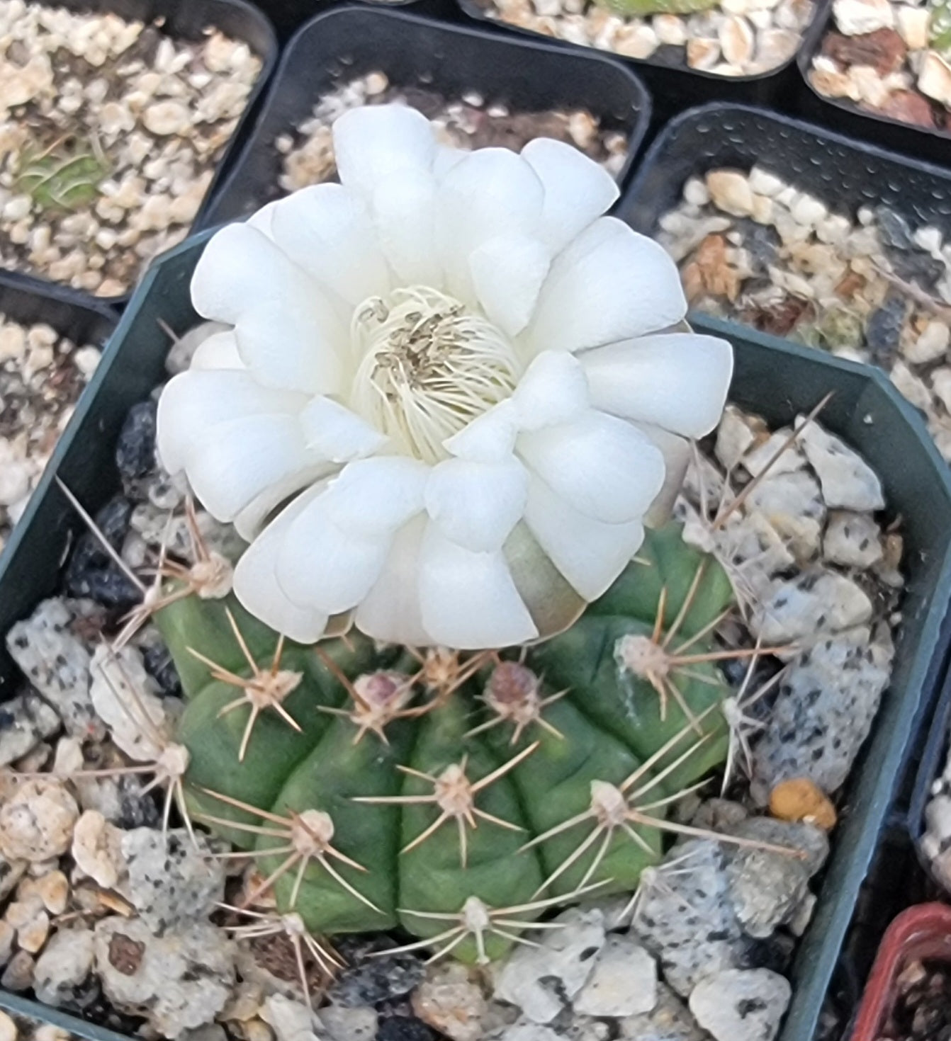 Gymnocalycium damsii (Live Plant)