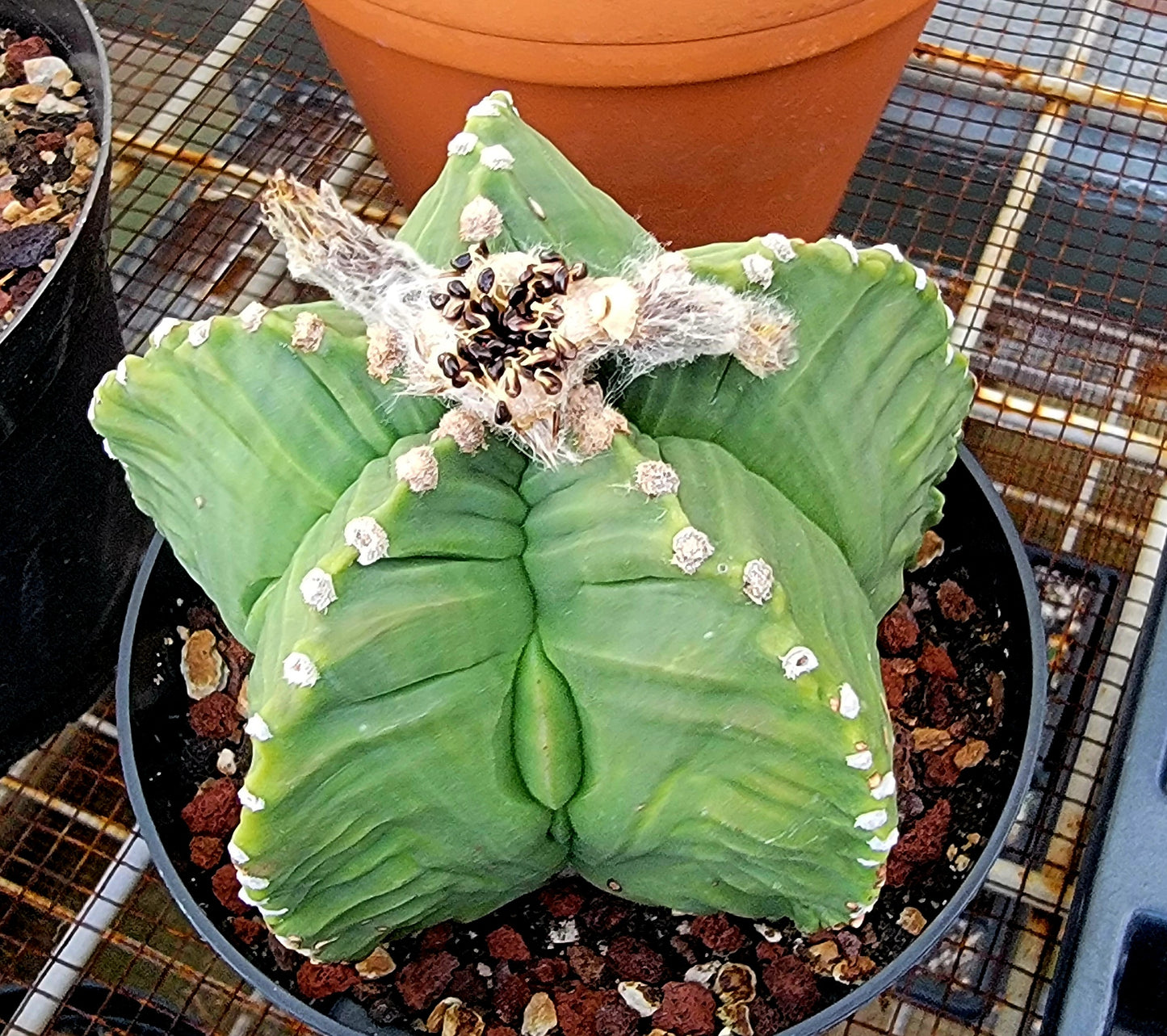 Astrophytum myriostigma cv.kikko nudum - (15 seeds)