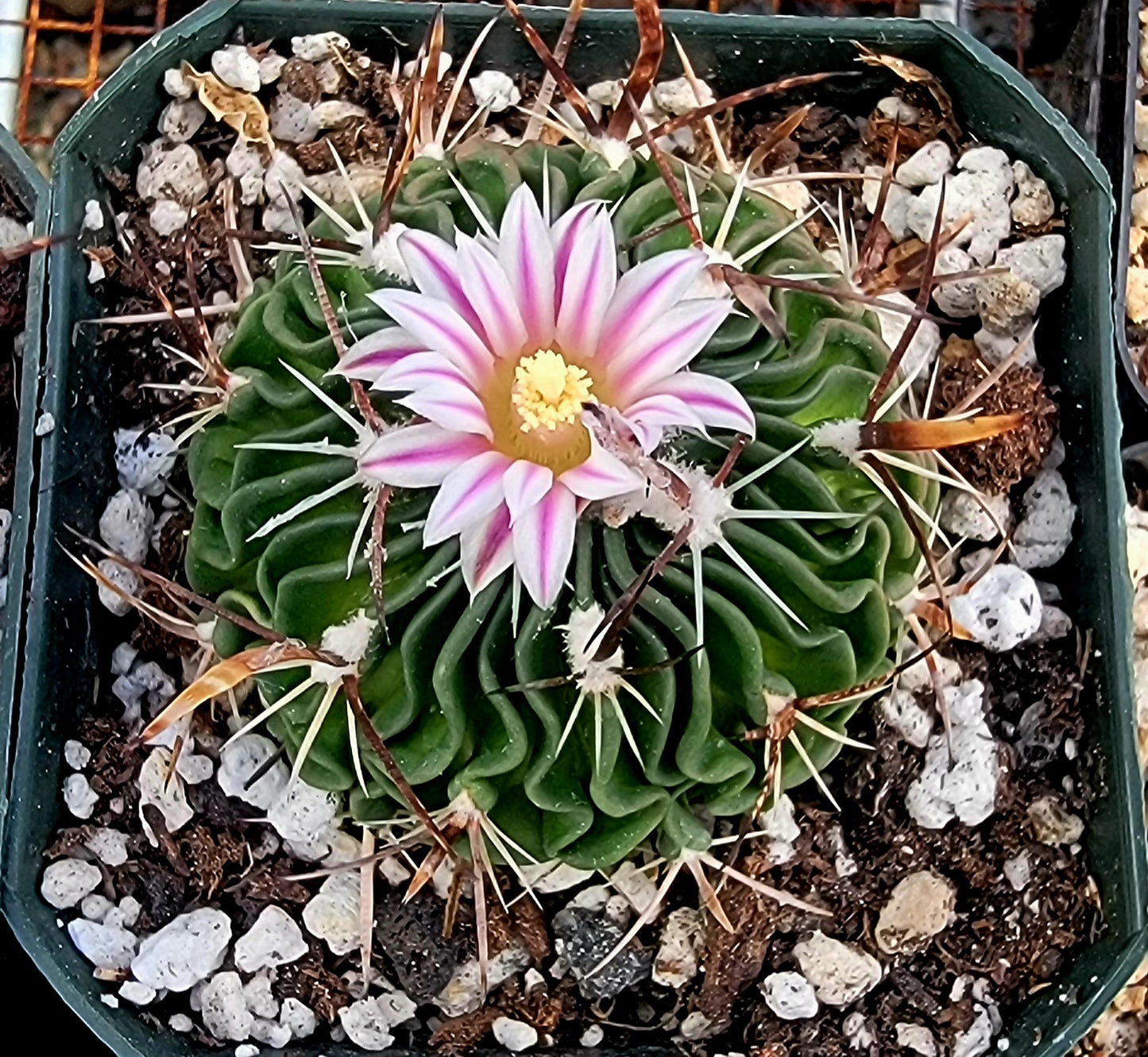 Echinofossulocactus crispatus (15 seeds)