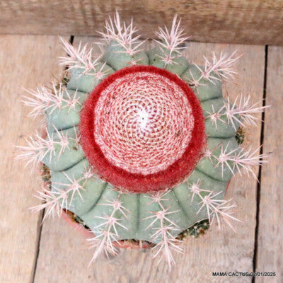 Melocactus concinnus (Live Plant)