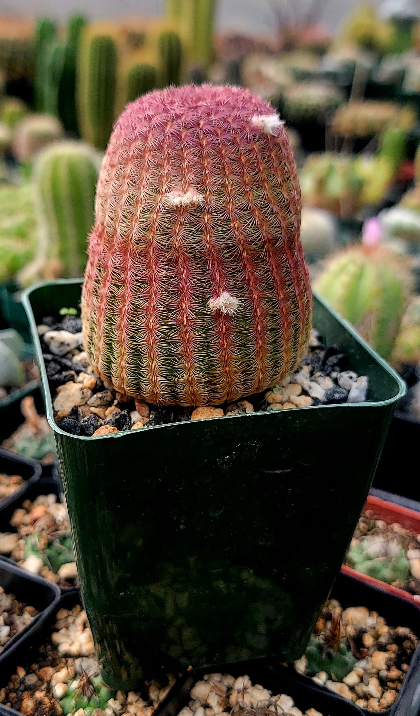 Echinocereus rigidissimus var. rubispinus | Rainbowcactus