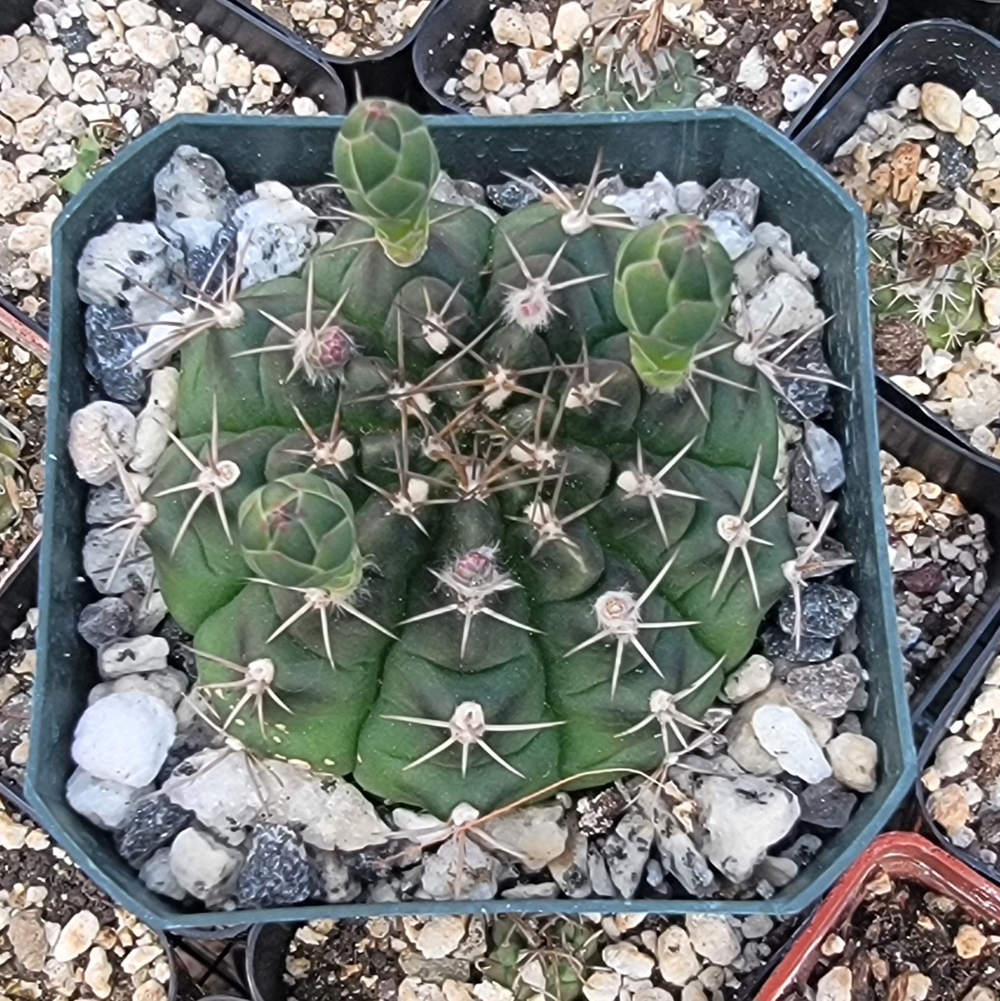 Gymnocalycium damsii (Live Plant)