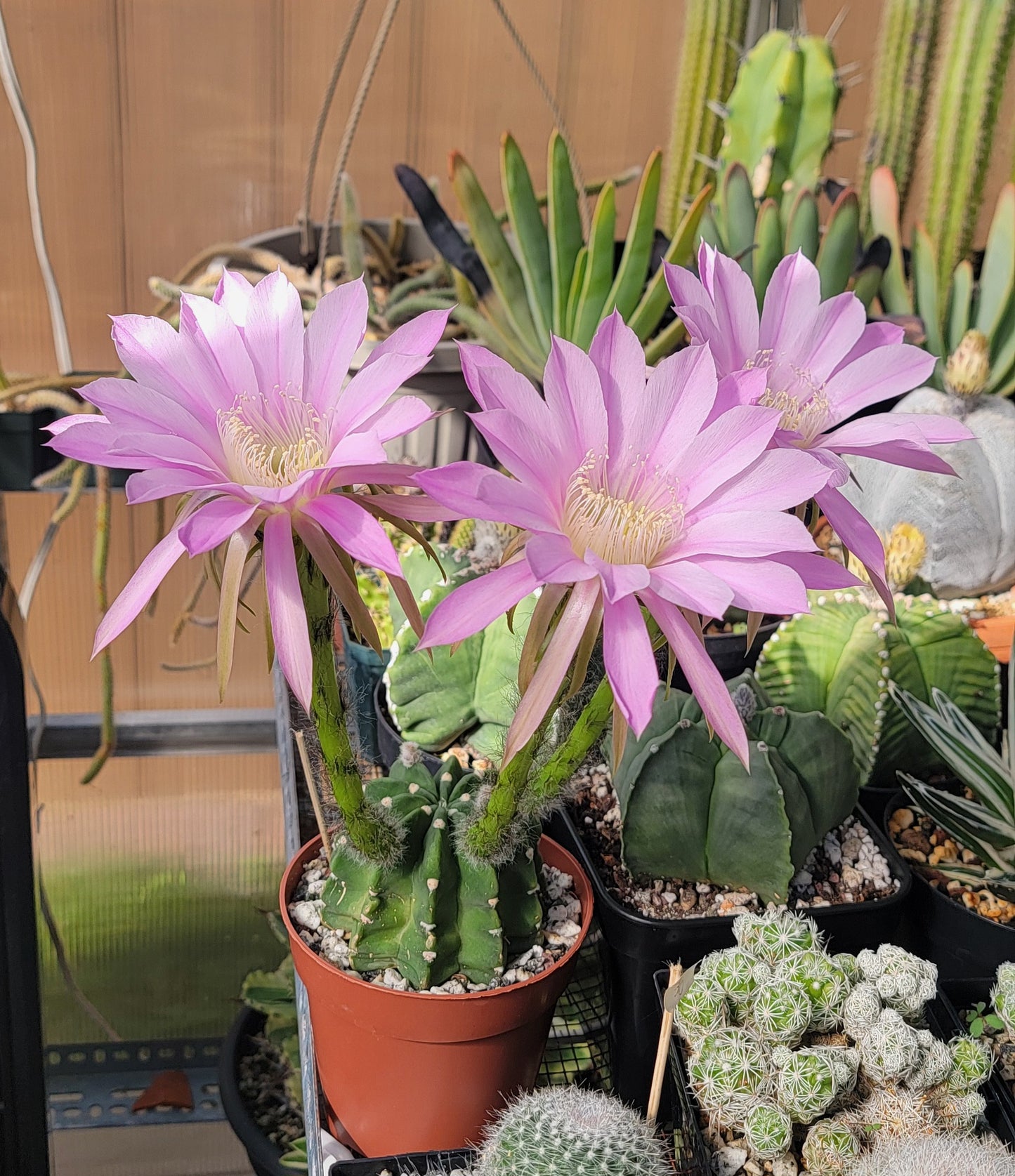 Echinopsis subdenudata | Domino Cactus (seeds)