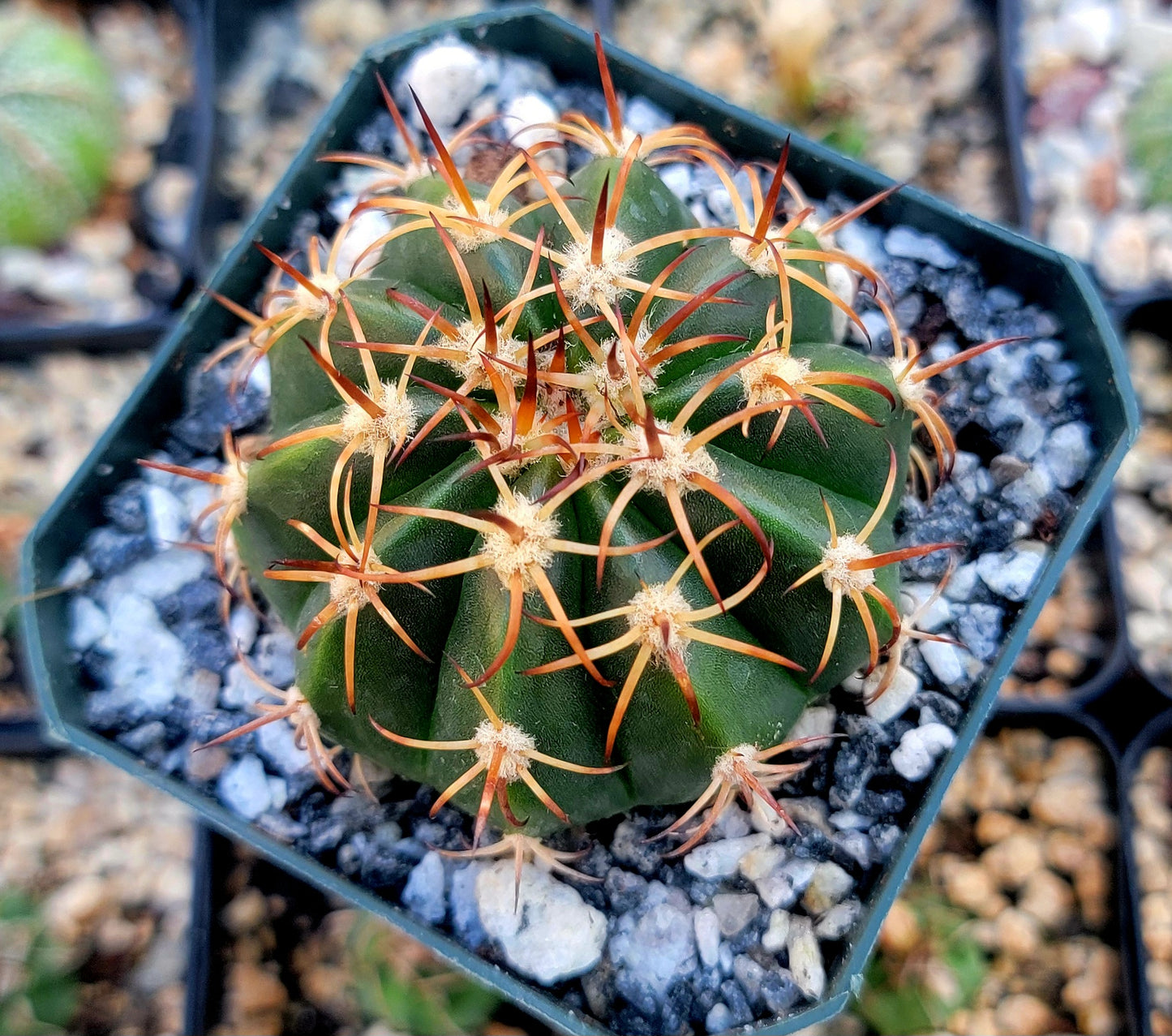 Melocactus curvispinus (Live Plant)