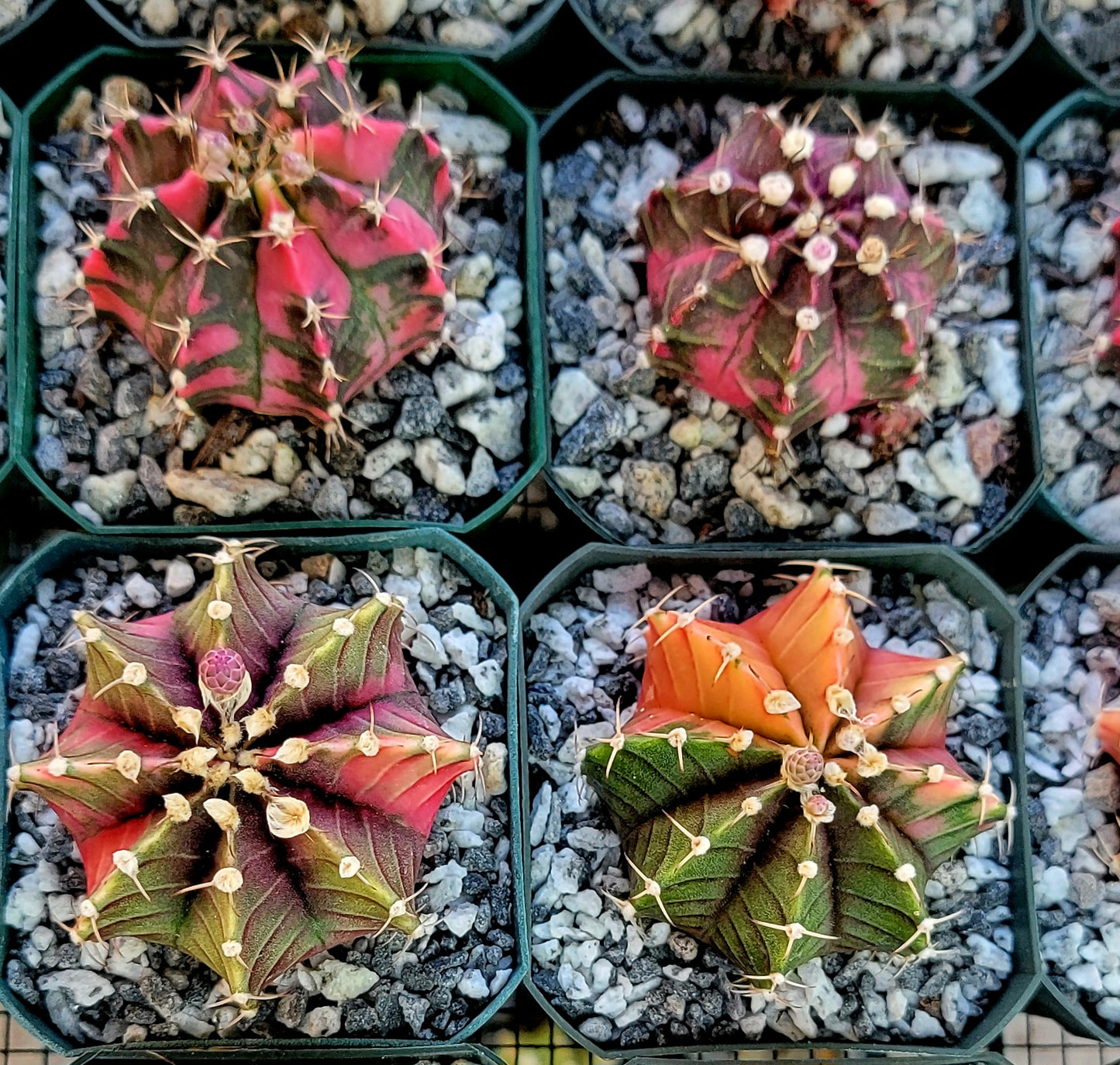 Gymnocalycium Mihanovichii varigata