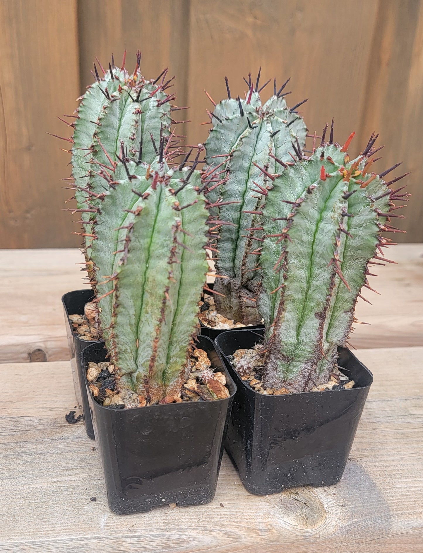Euphorbia horrida
