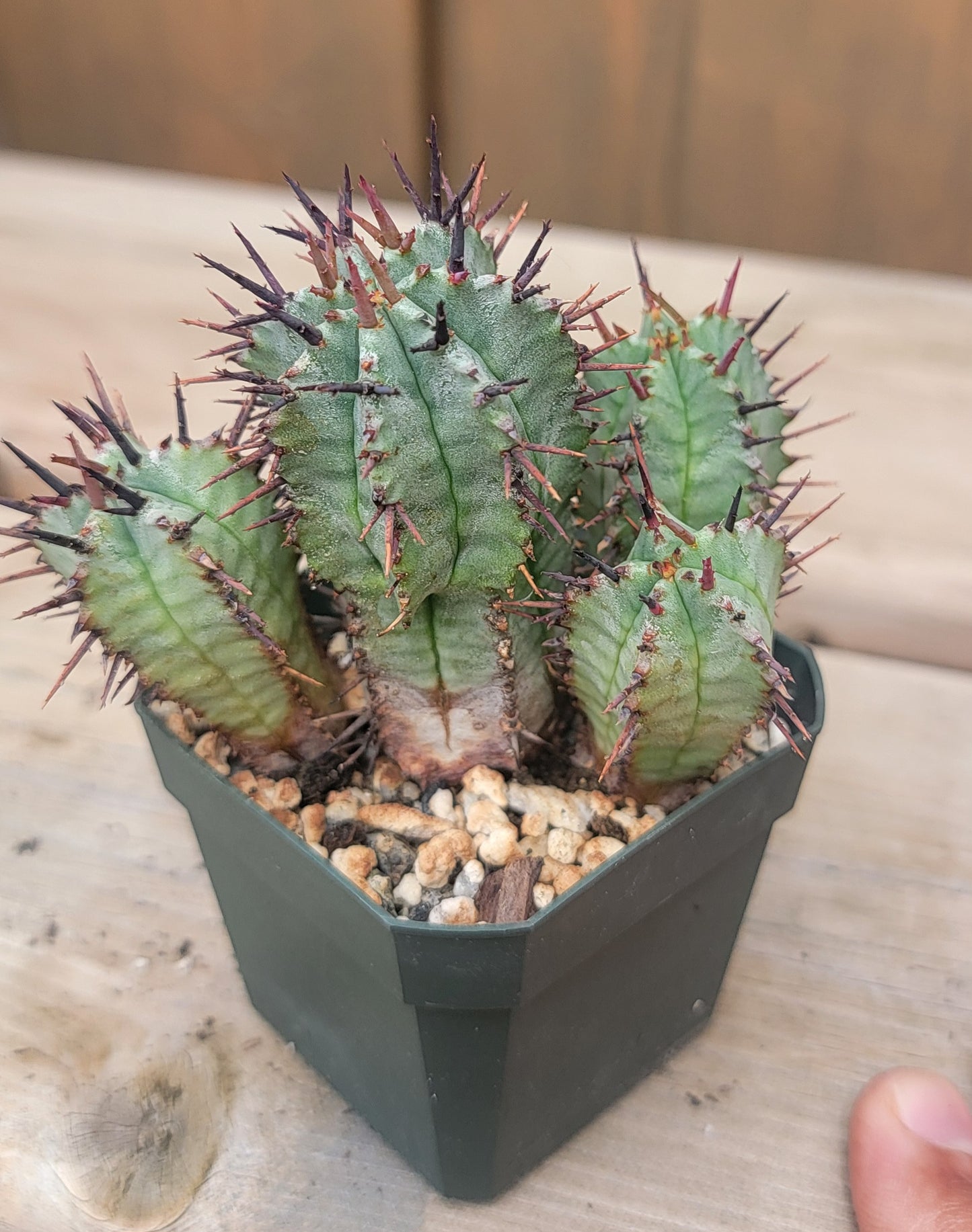 Euphorbia horrida