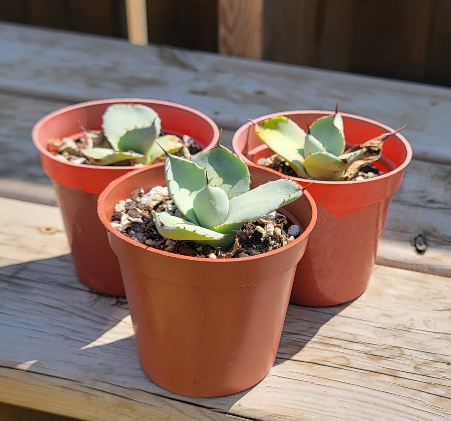 Agave parryi var. truncata