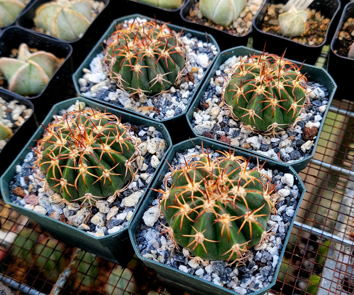 Melocactus curvispinus (Live Plant)