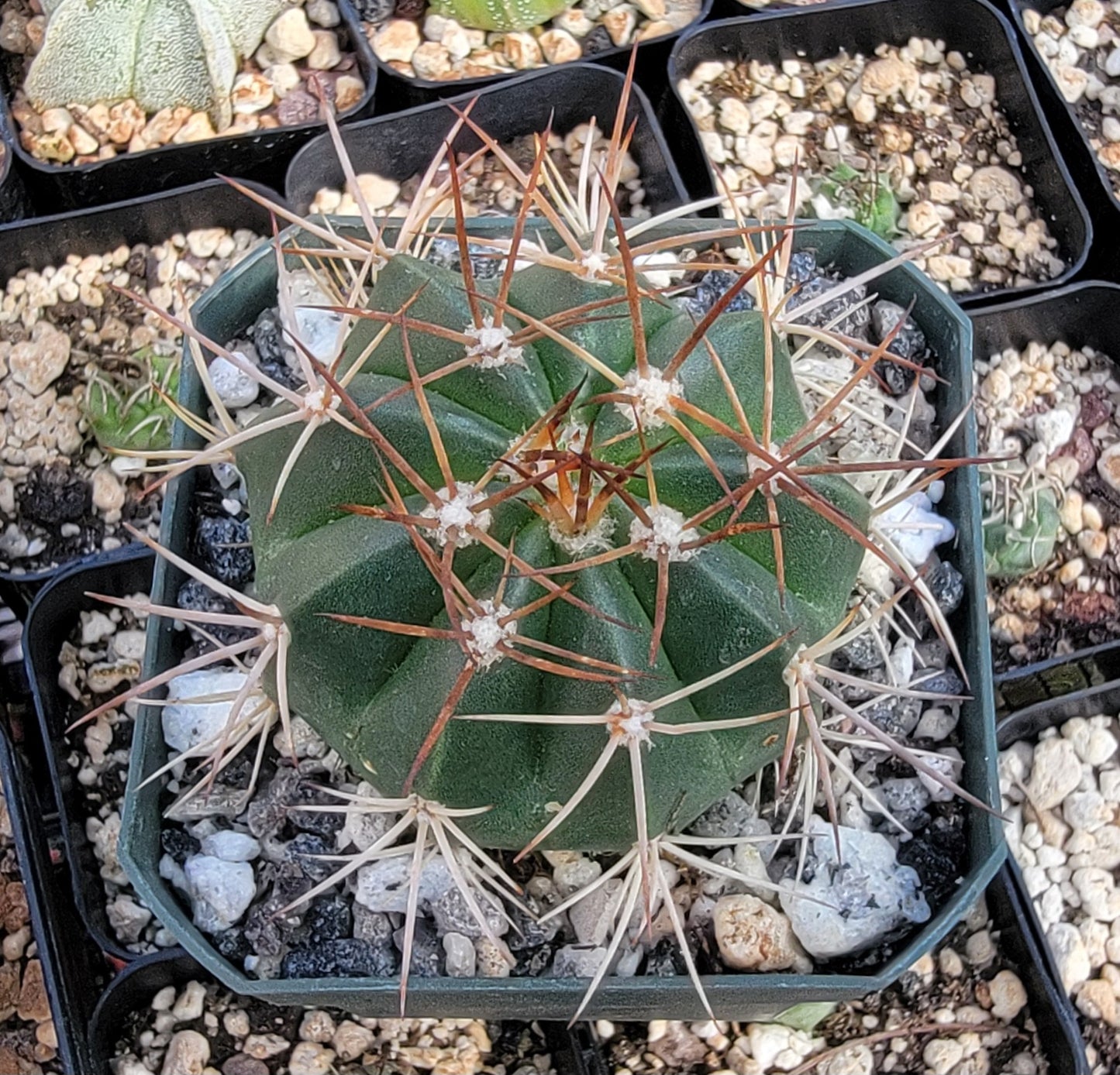Melocactus concinnus (Live Plant)
