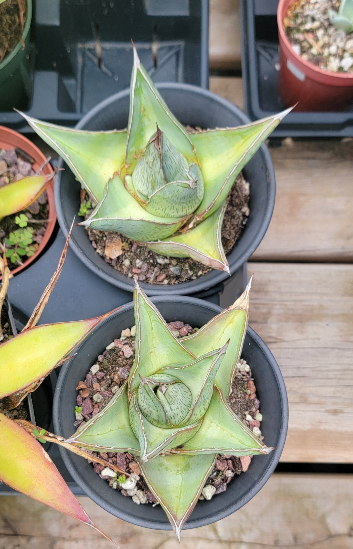 Agave Pulmia (Live Plant)