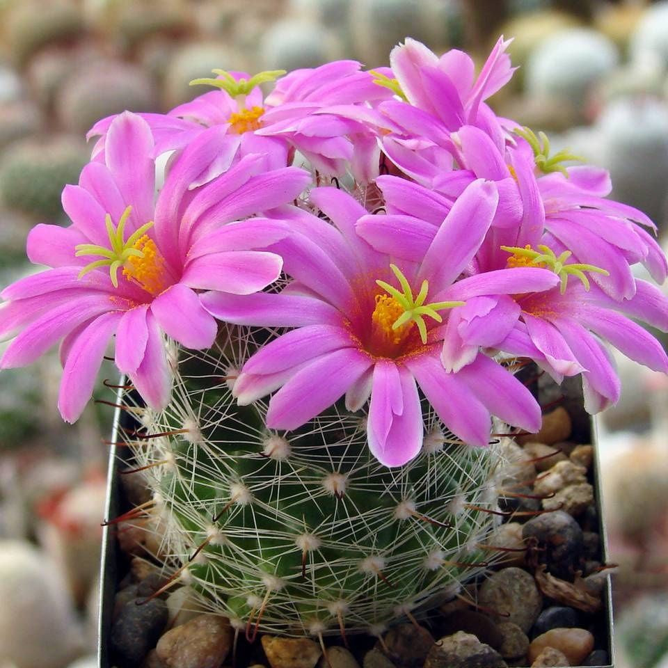 Mammillaria boolii (15 seeds)