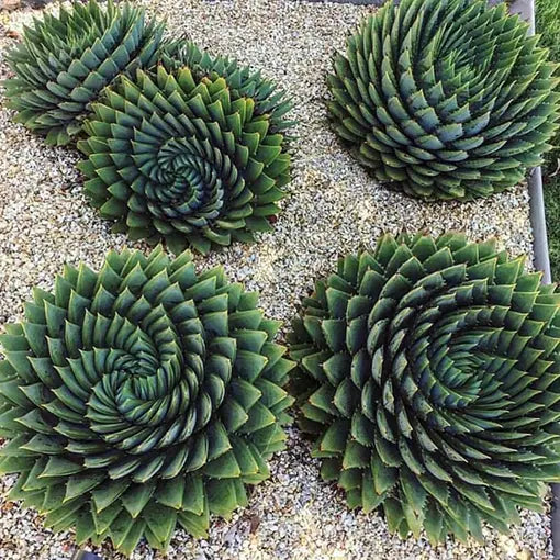 Aloe polyphylla | Spiral  Aloe