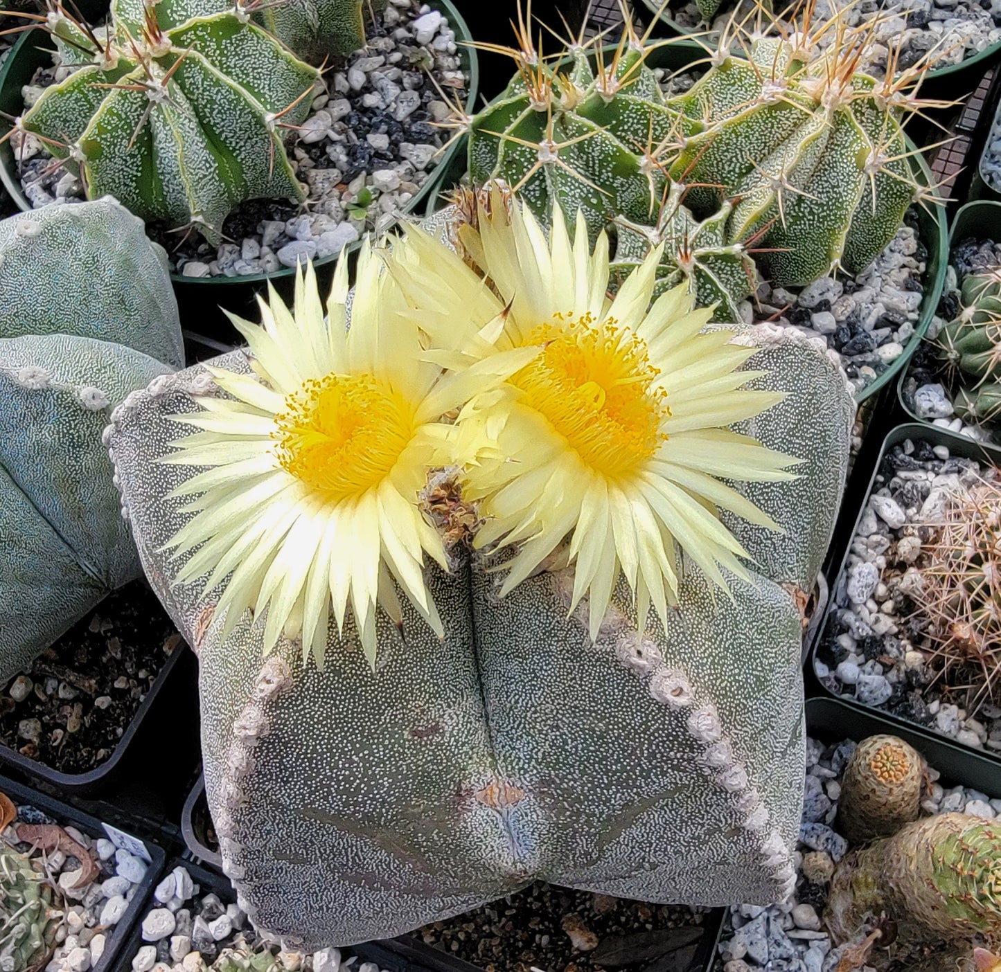 Astrophytum myriostigma - seeds