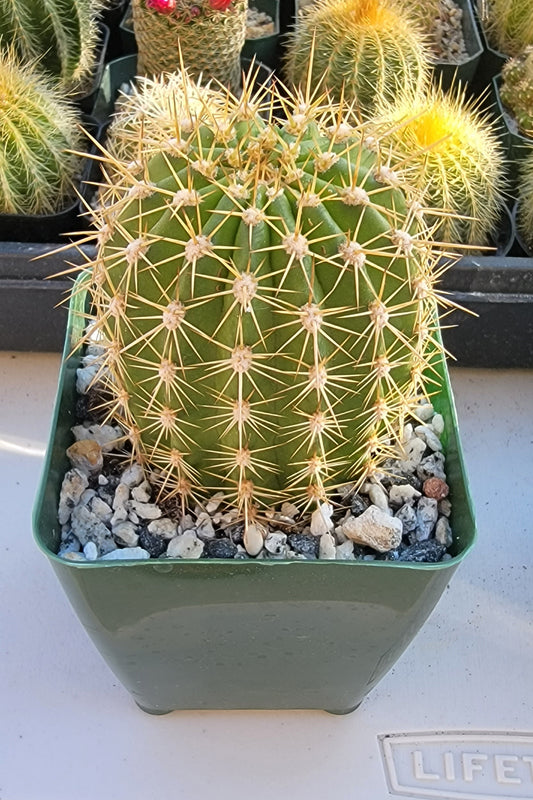 Trichocereus grandiflorus | Echinopsis huascha var. grandiflora